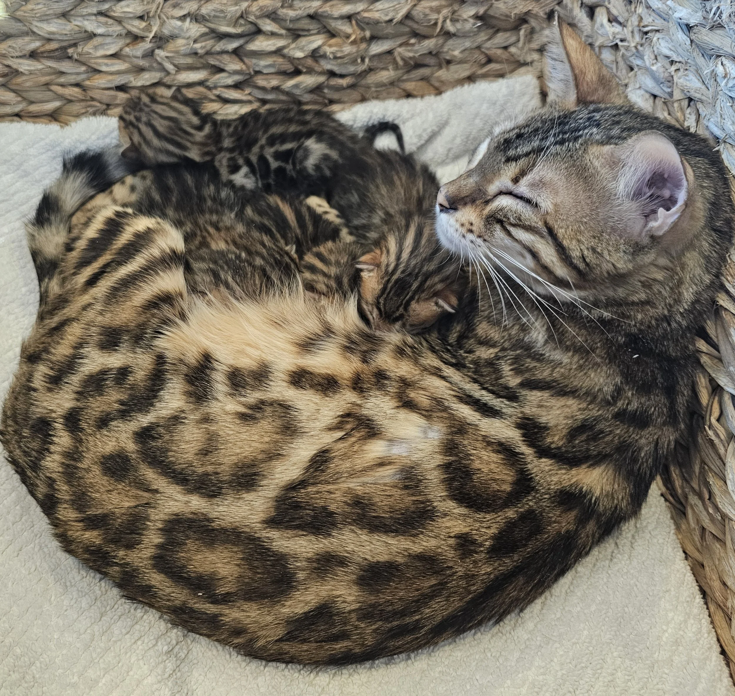 Brown Rosette Bengal Cat with her Newborn Kittens