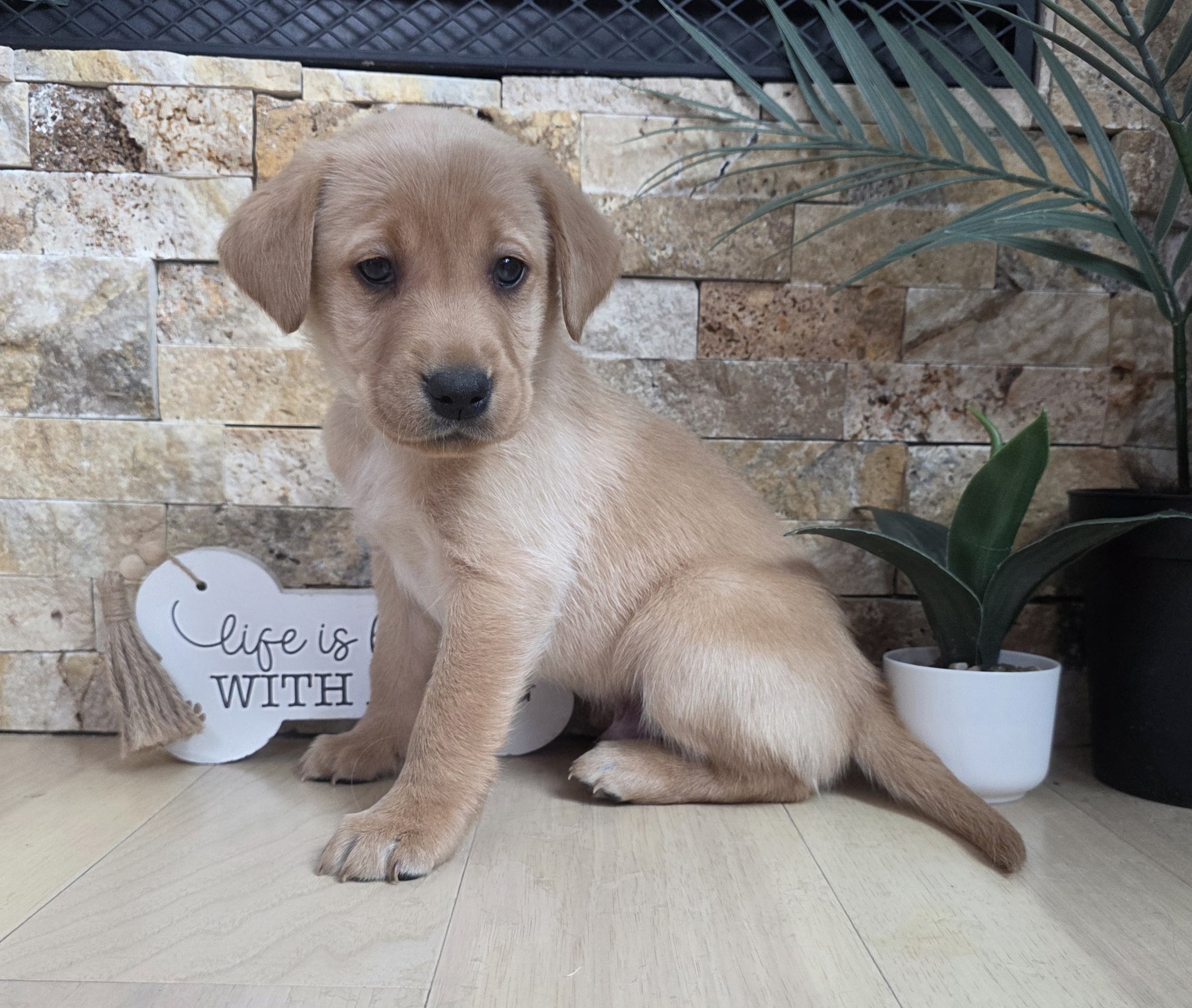 Six-Week-Old Male Yellow/Fox Red Labrador Retriever Puppy