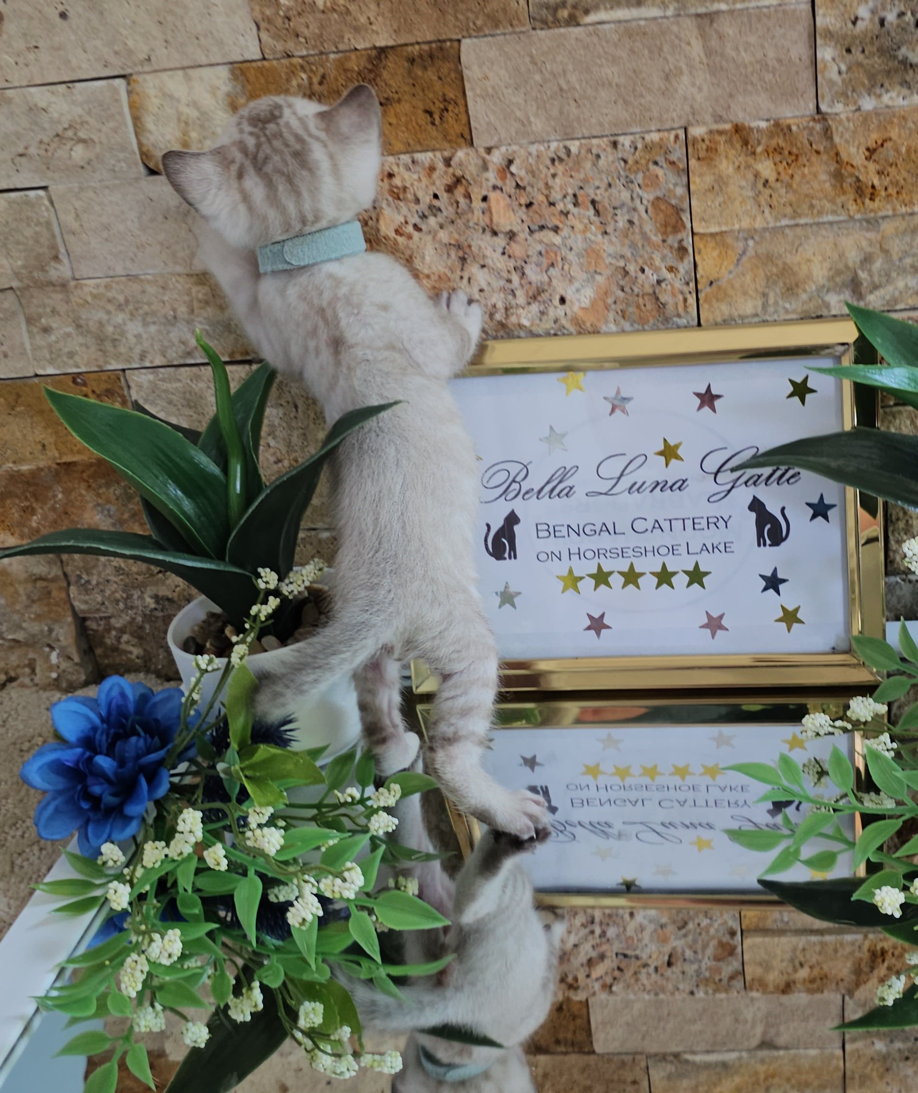 Purebred TICA Registered Male Snow Rosette Bengal Kitten in Minnesota