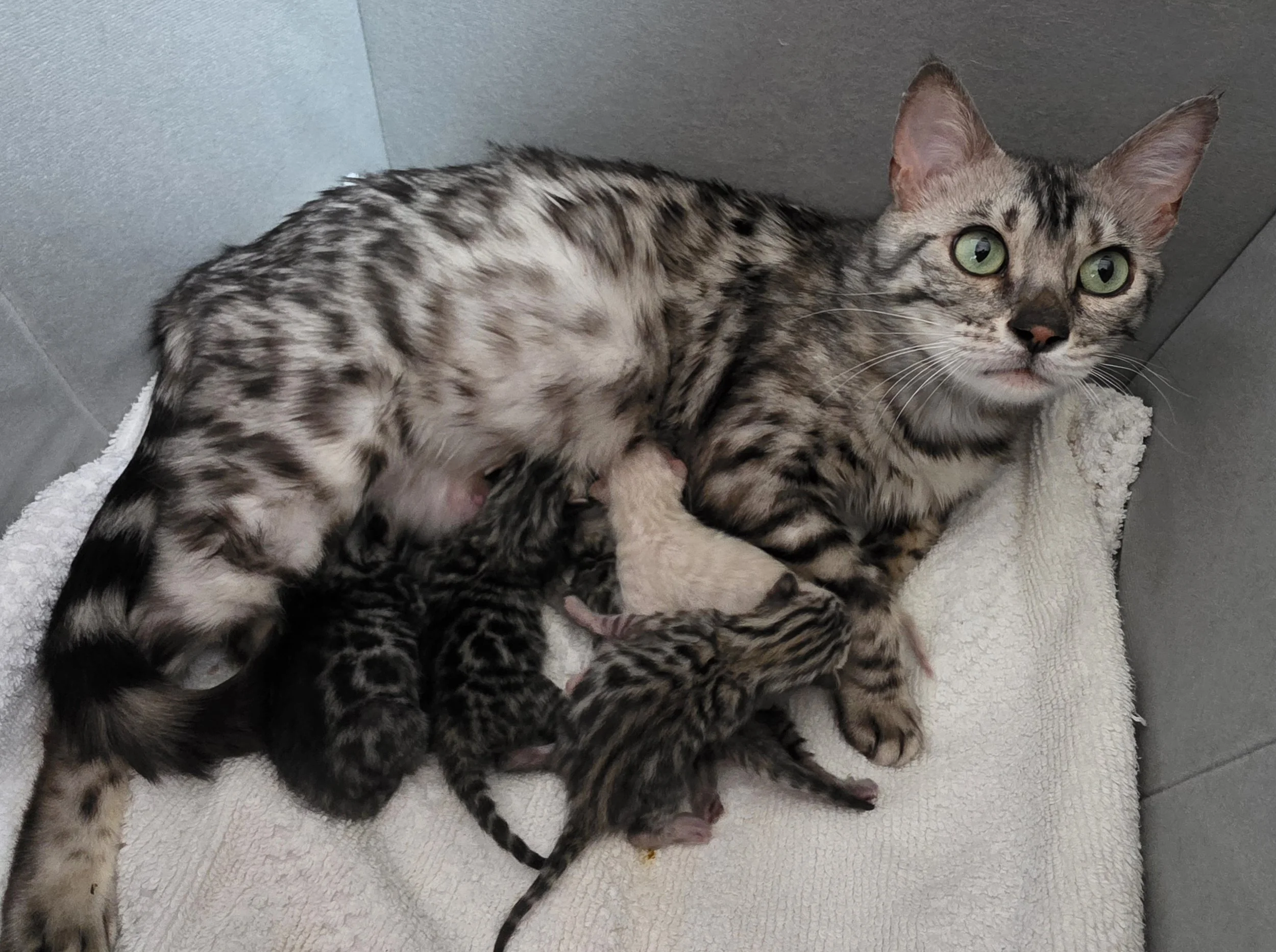 Purebred and Registered Bengal Kittens from Health Tested Parents - In Home & Family Raised