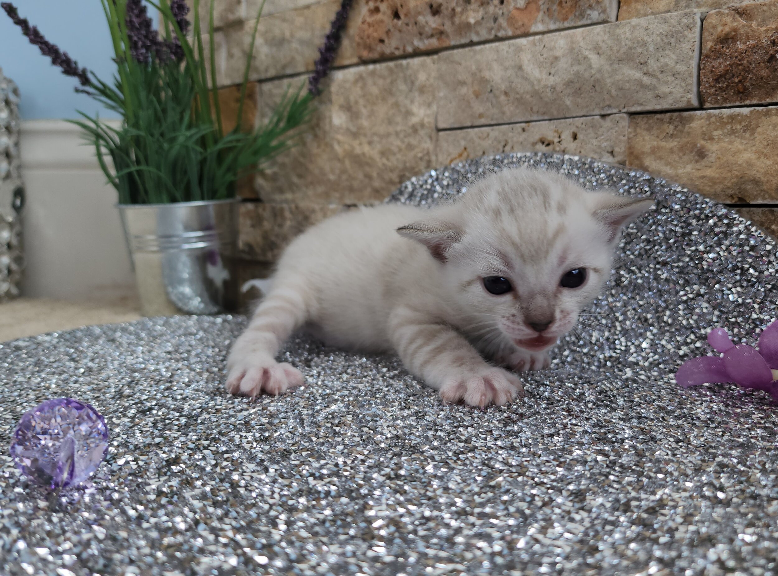 Purebred TICA Registered Female Snow Rosette Bengal Kitten in Minnesota