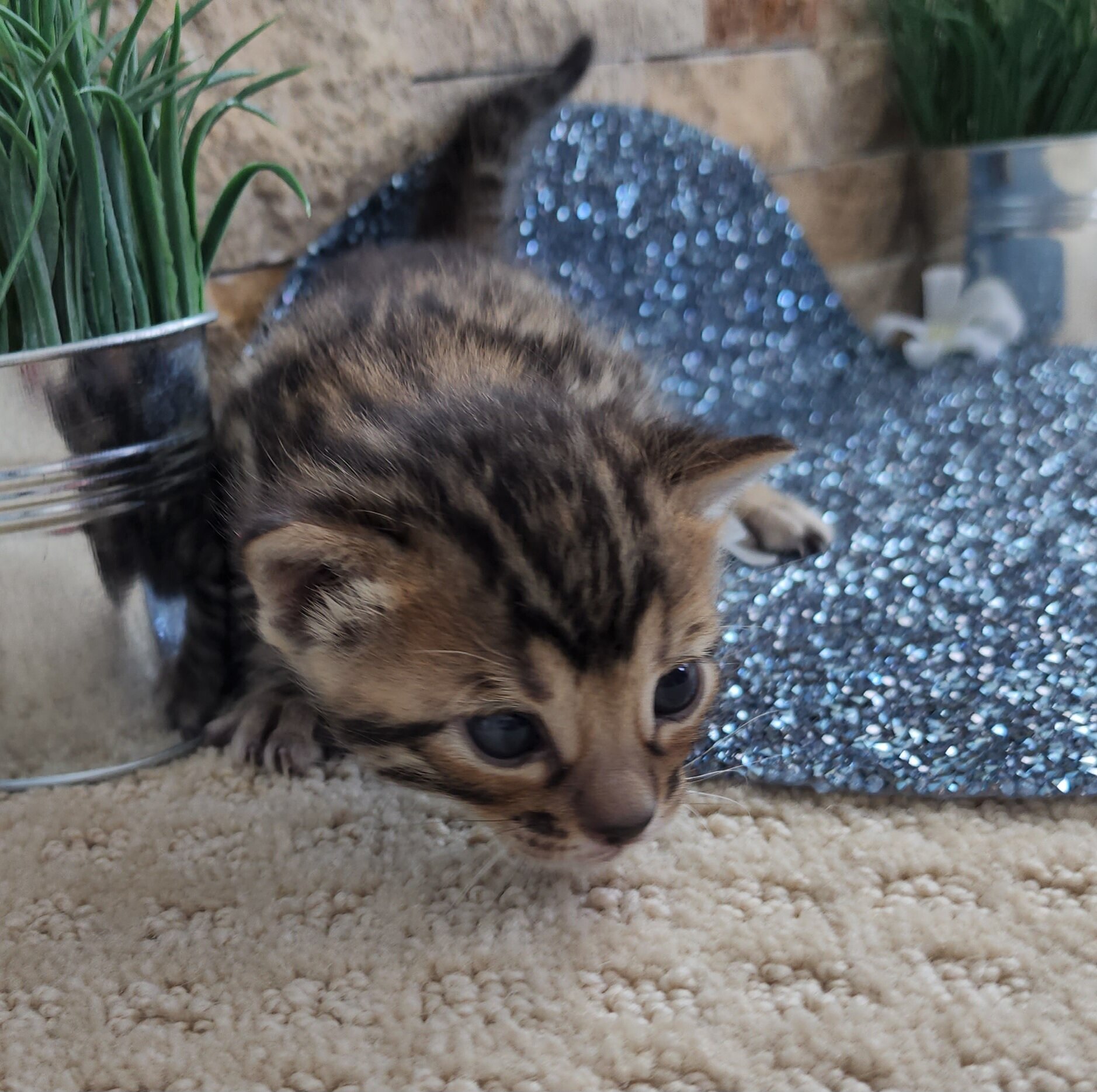 Purebred TICA Registered Male Brown Rosette Bengal Kitten Available in Minnesota