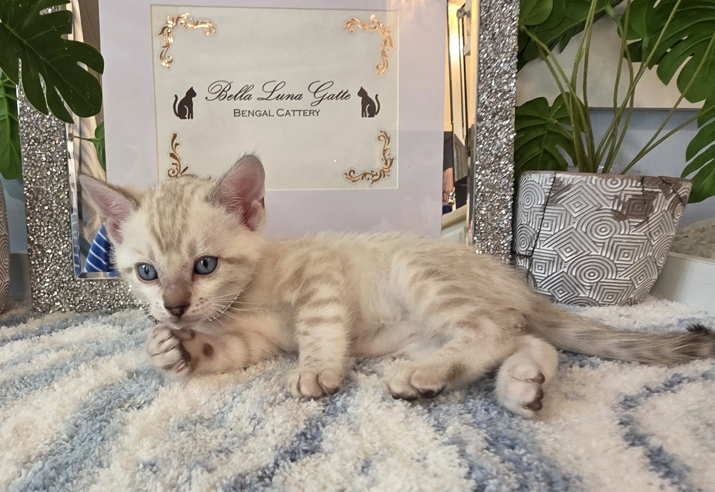 Six-Week-Old Male Snow Lynx Bengal Kitten