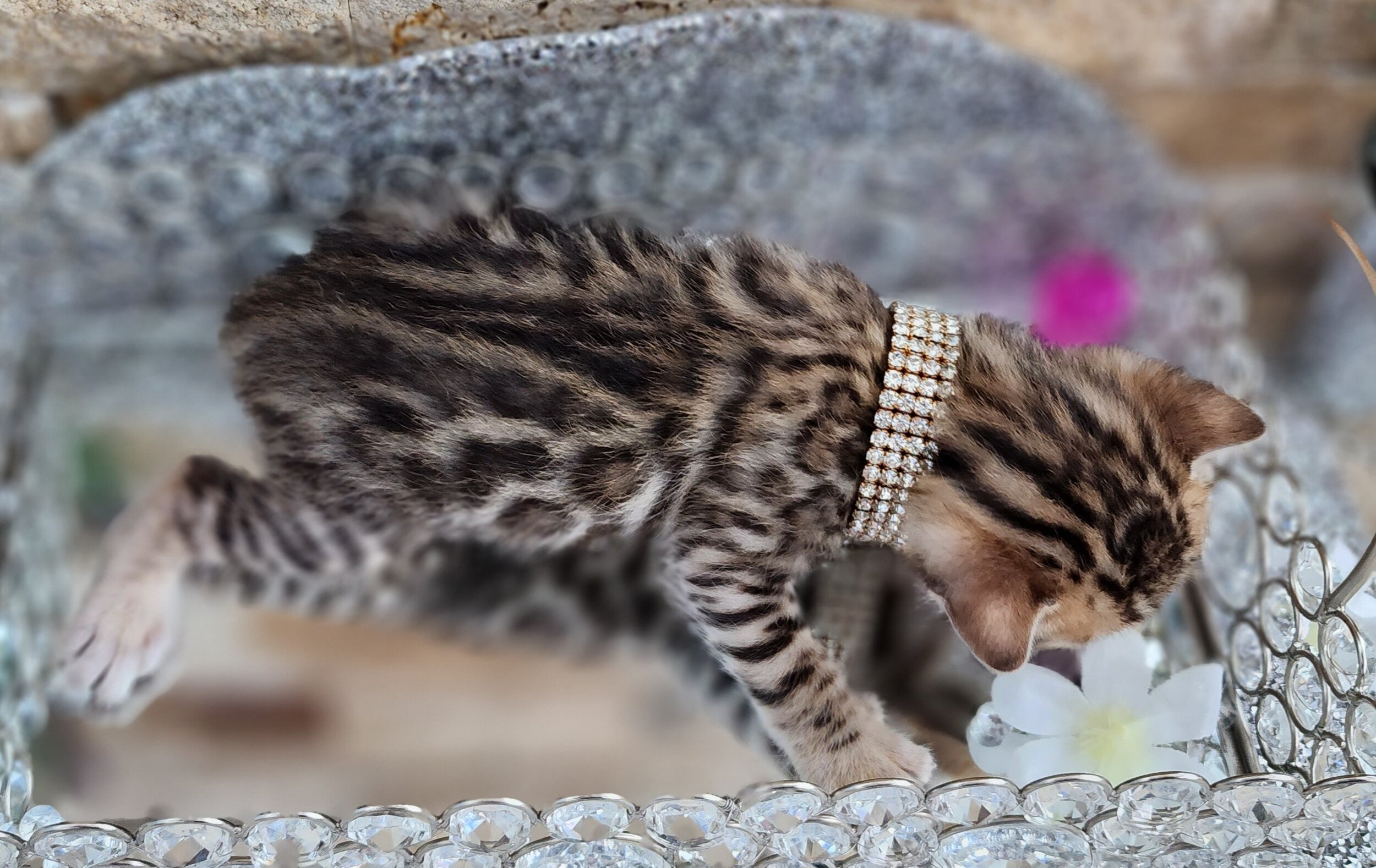 Purebred TICA Registered Female Brown Rosette Bengal Kitten Available in Minnesota