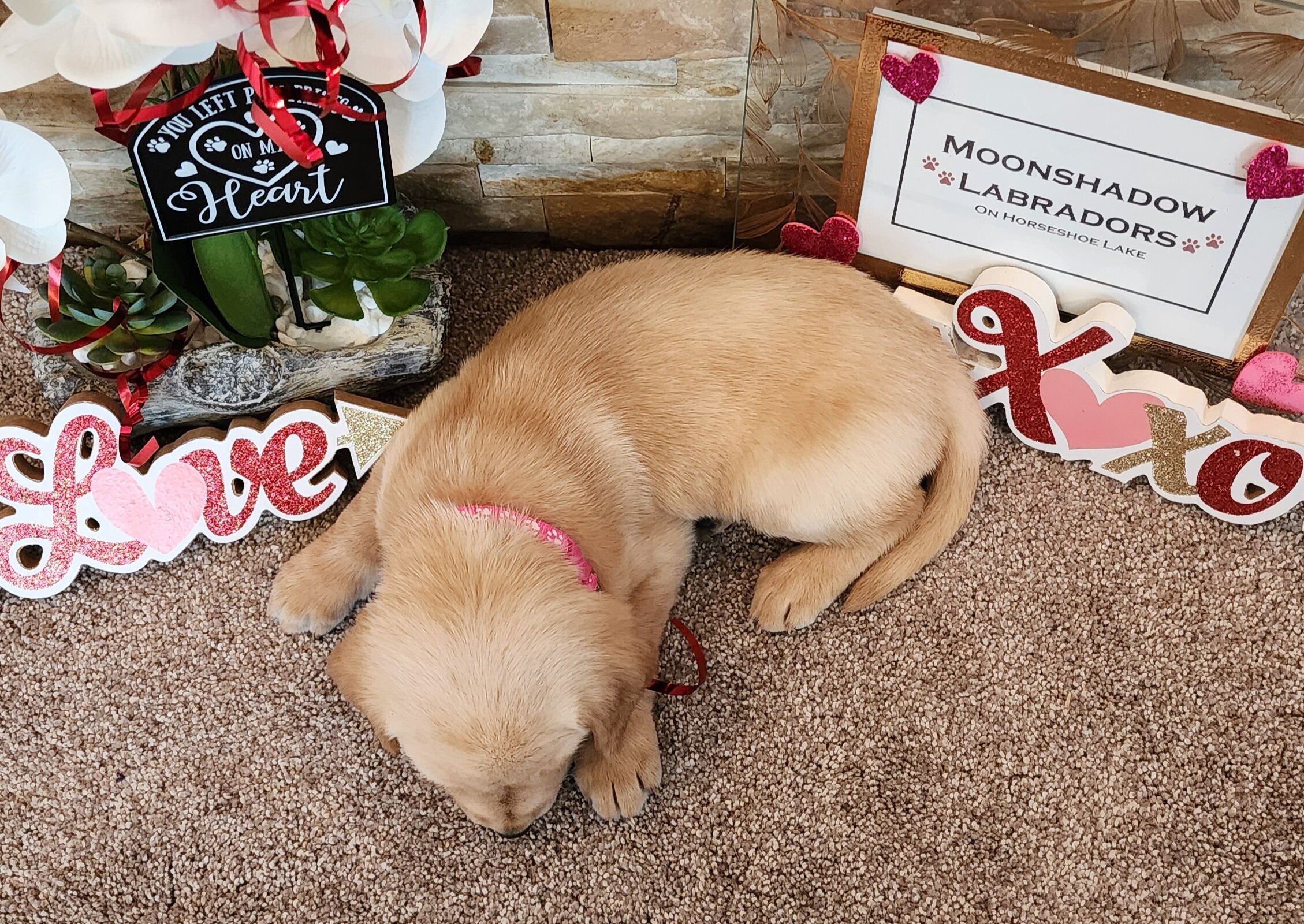 OFA Health Tested AKC Yellow Fox Red Labrador Retriever Puppies Available in Minnesota