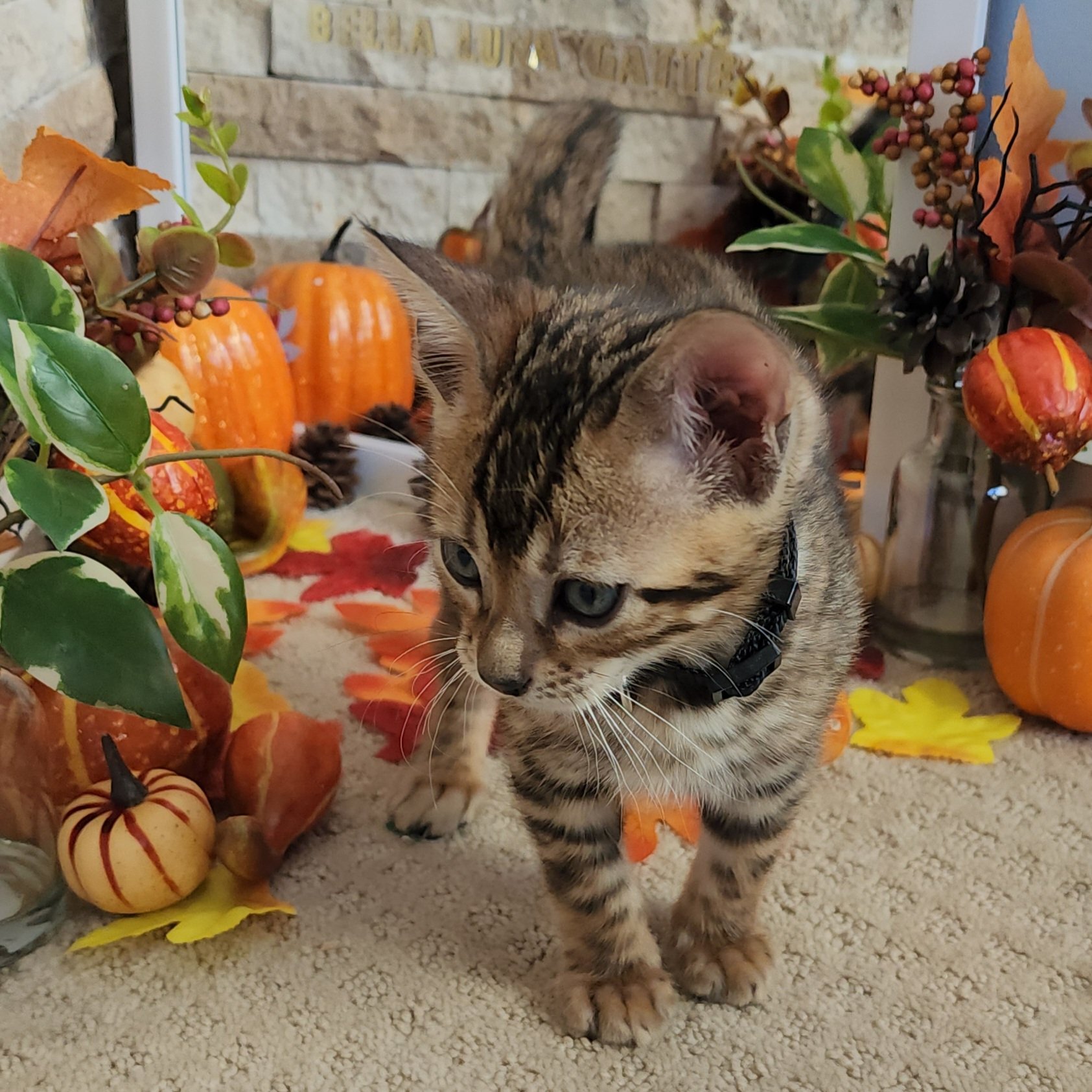 Male Brown/Black Rosette Bengal in Minnesota