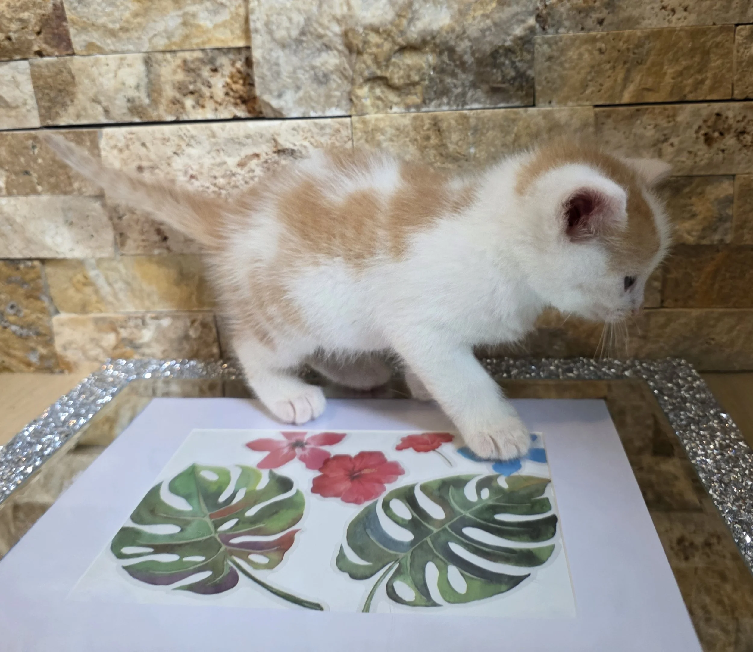 Polydactyl Orange & White Male Kitten