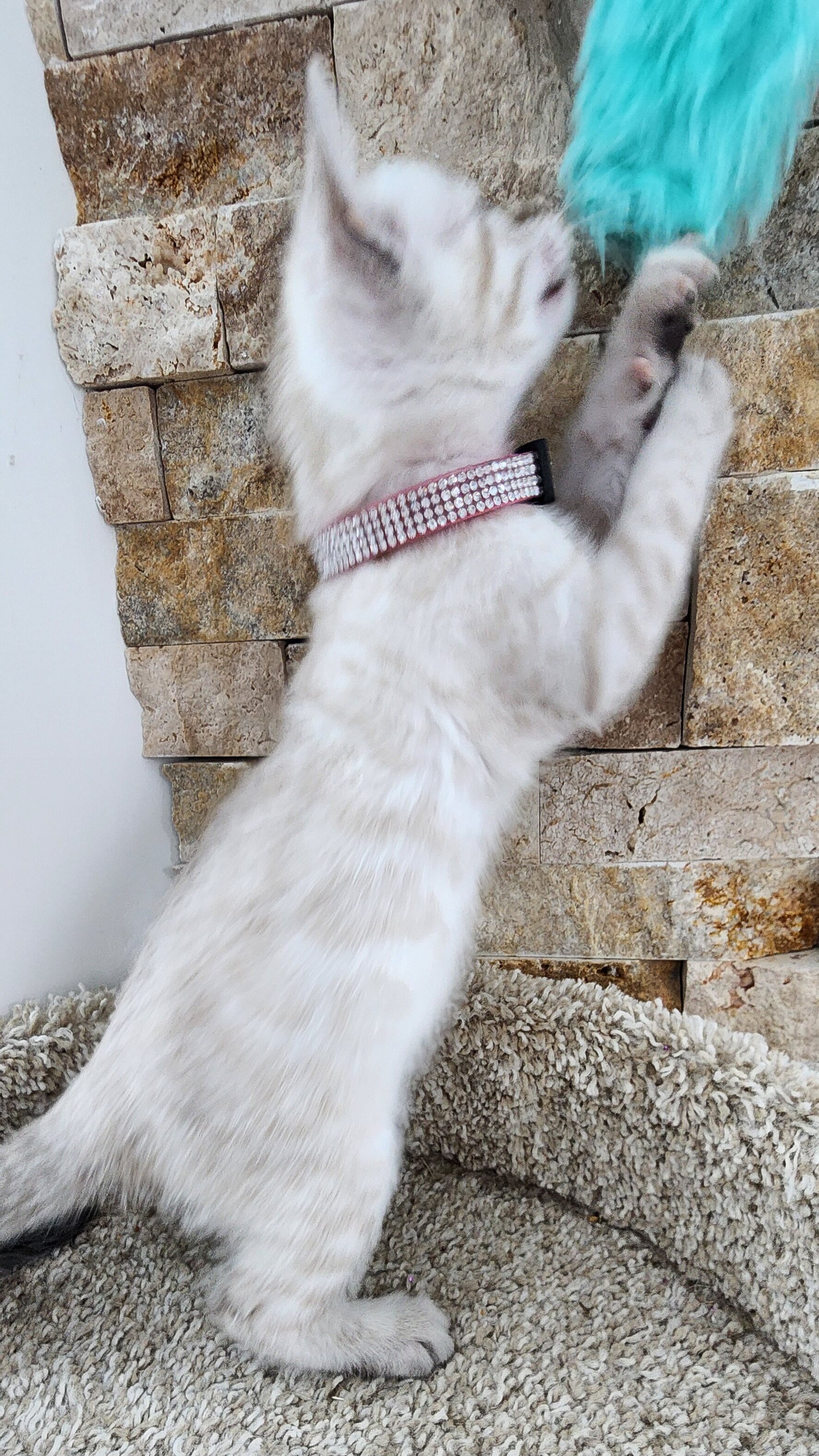 Purebred TICA Registered Female Snow Rosette Bengal Kitten in Minnesota