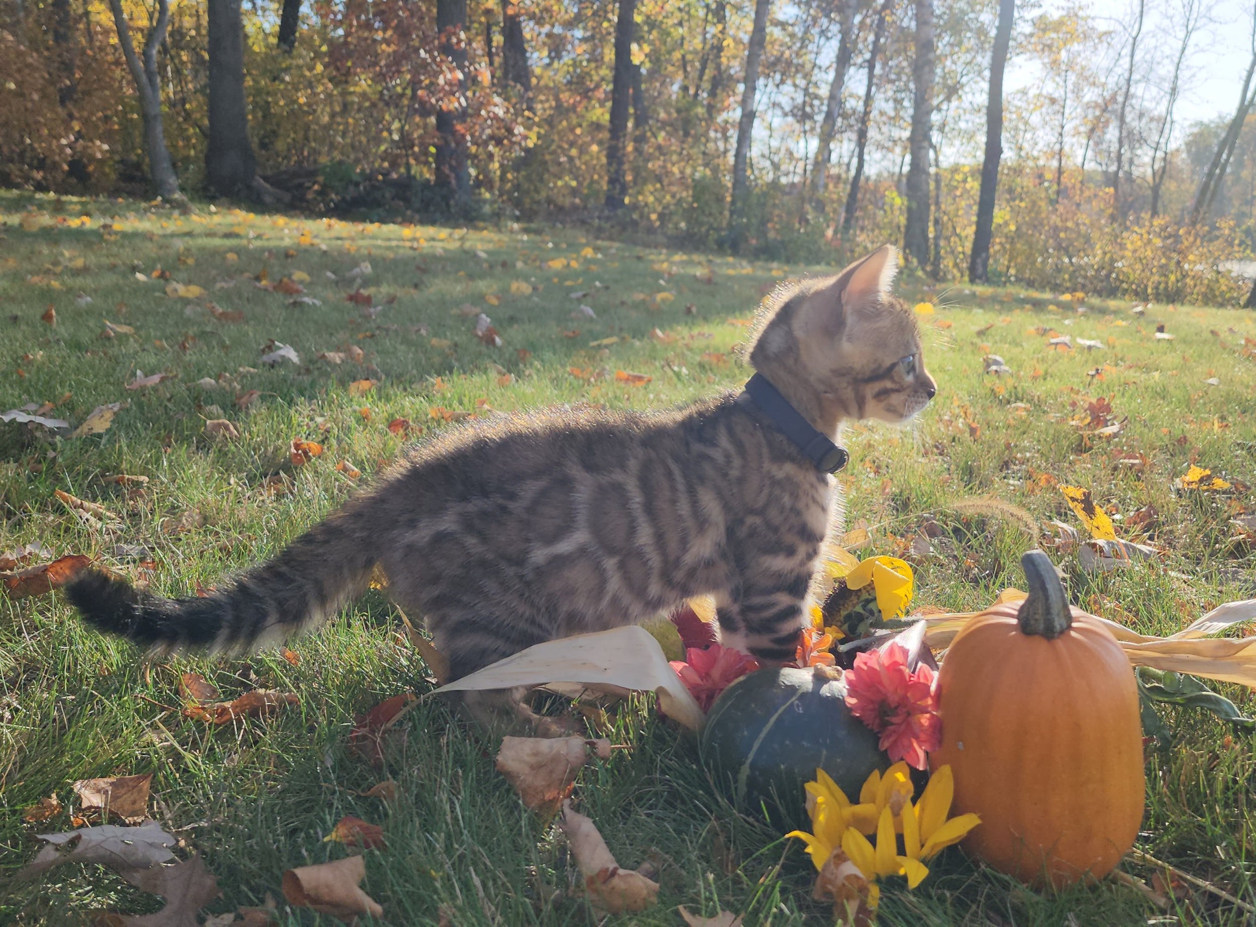 Male Brown/Black Rosette Bengal in Minnesota