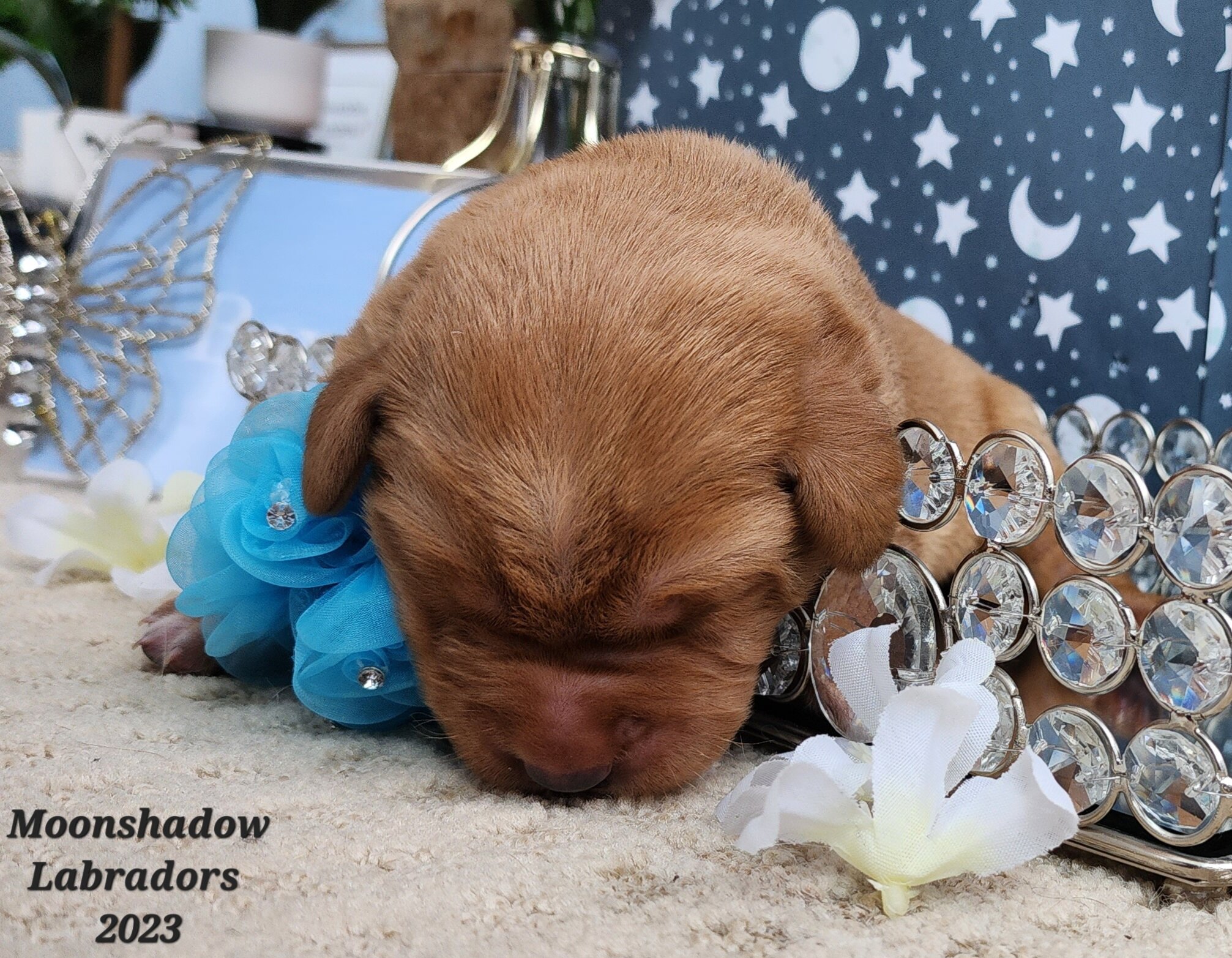 Male Yellow Fox Red Labrador Retriever Puppy in Minnesota