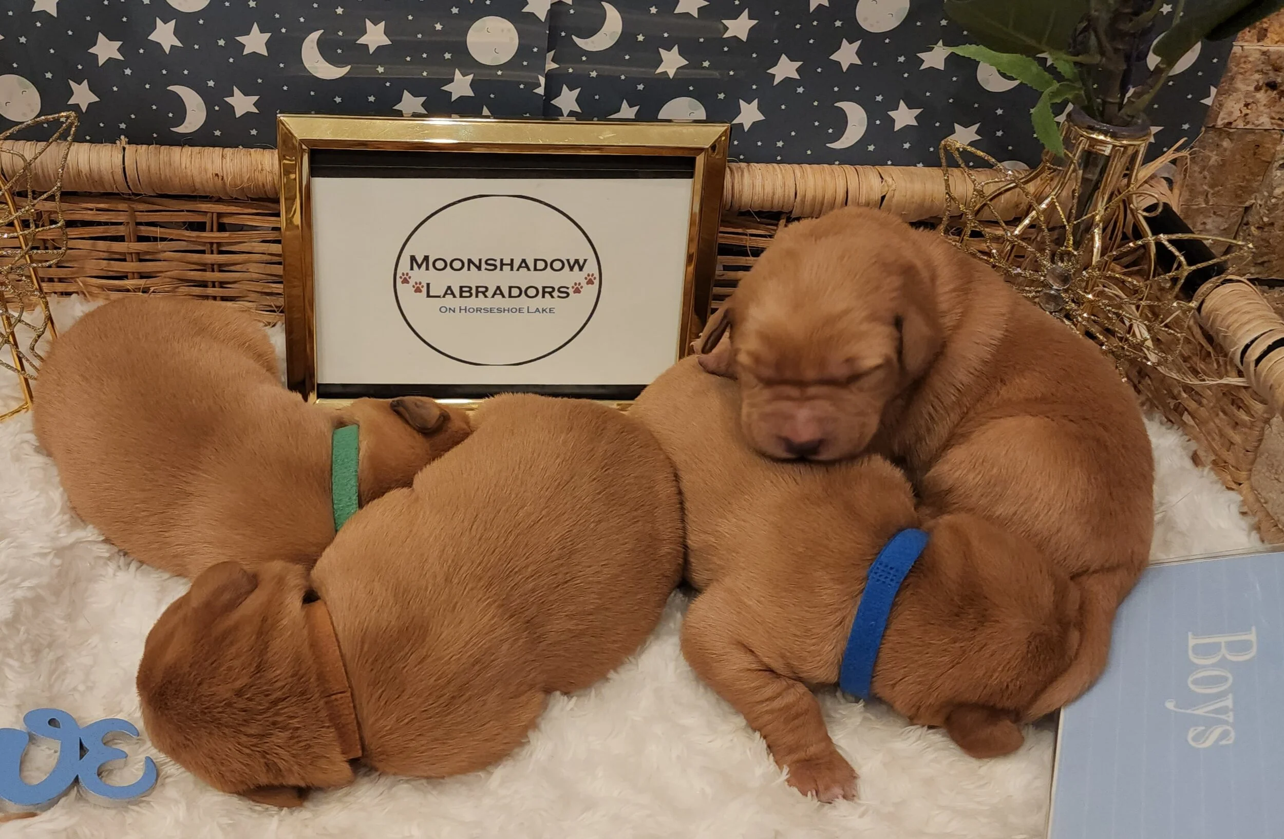 AKC Yellow Fox Red Labrador Retriever Puppies Available in Minnesota