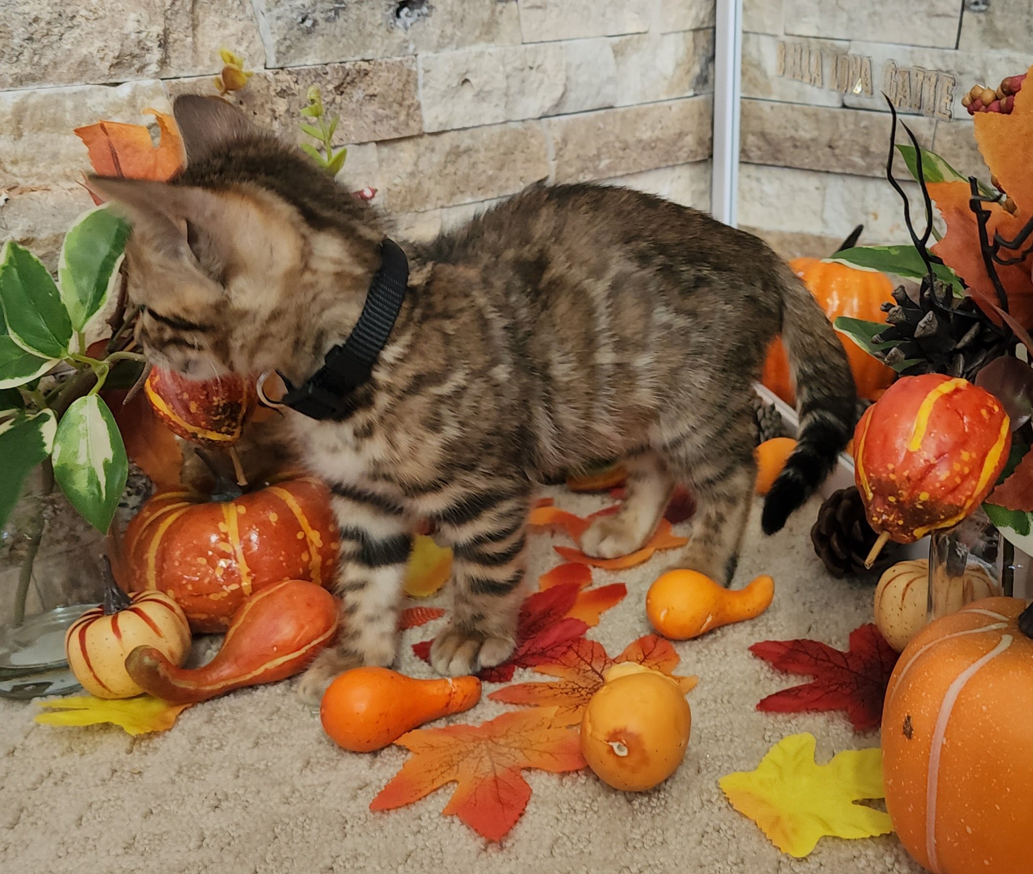 Male Brown/Black Rosette Bengal in Minnesota