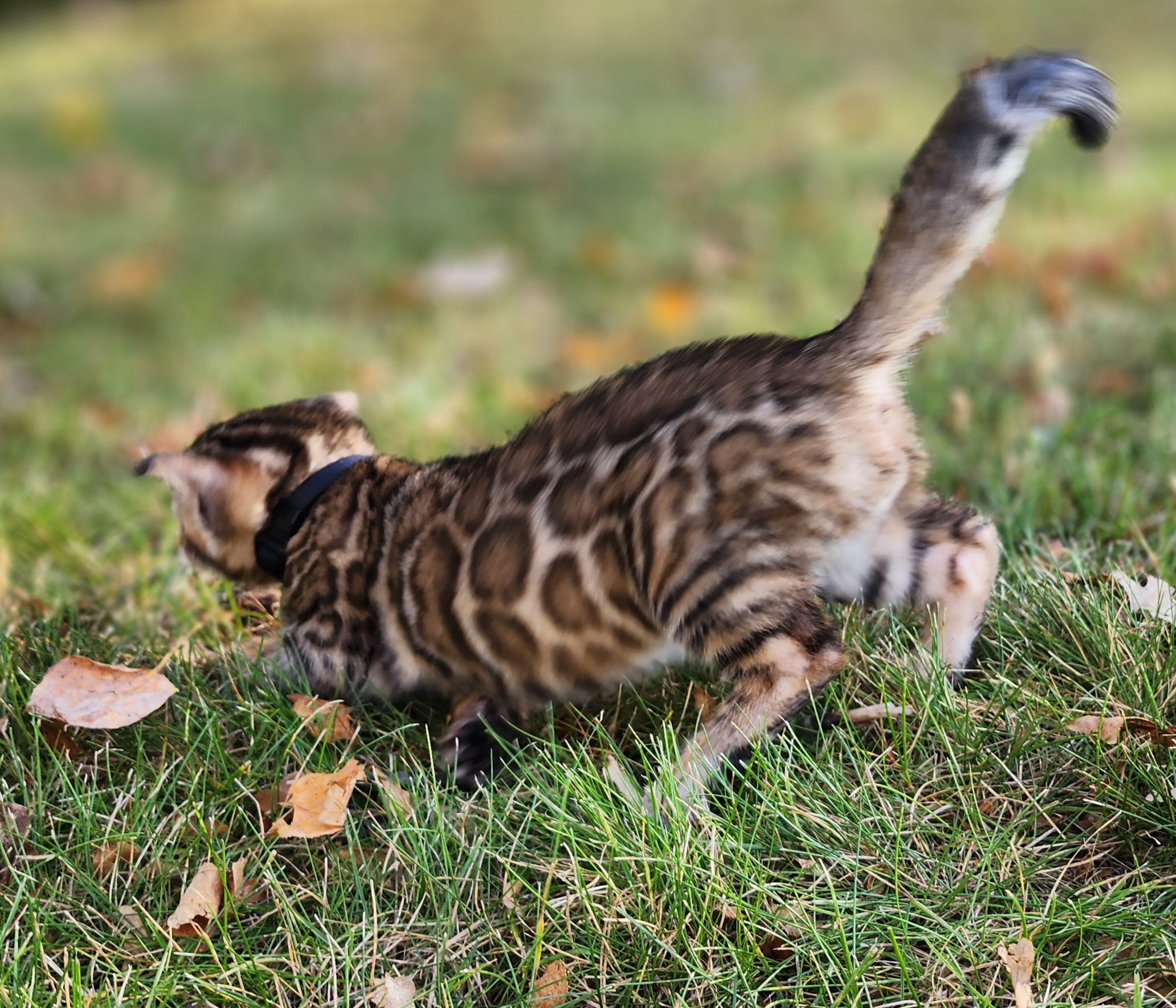 Male Brown/Black Rosette Bengal in Minnesota
