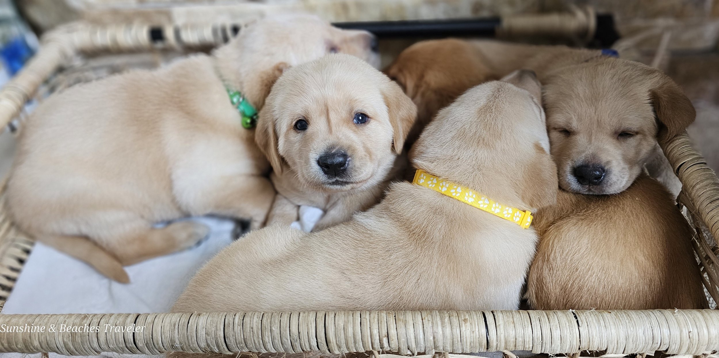 OFA Health Tested AKC Yellow Fox Red Labrador Retriever Puppies Available in Minnesota