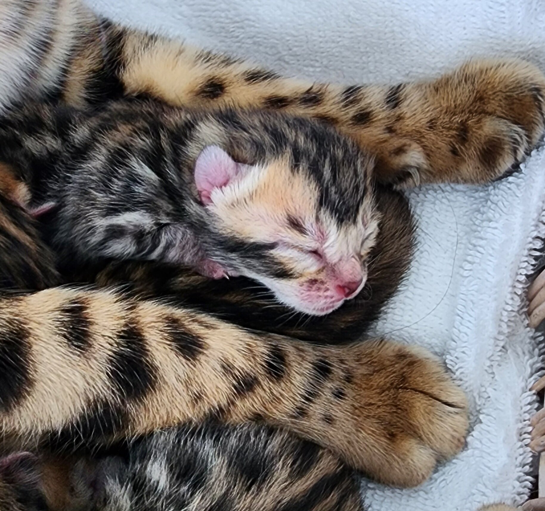 TICA Registered Brown Donut Rosette Bengal Kittens Available in Minnesota