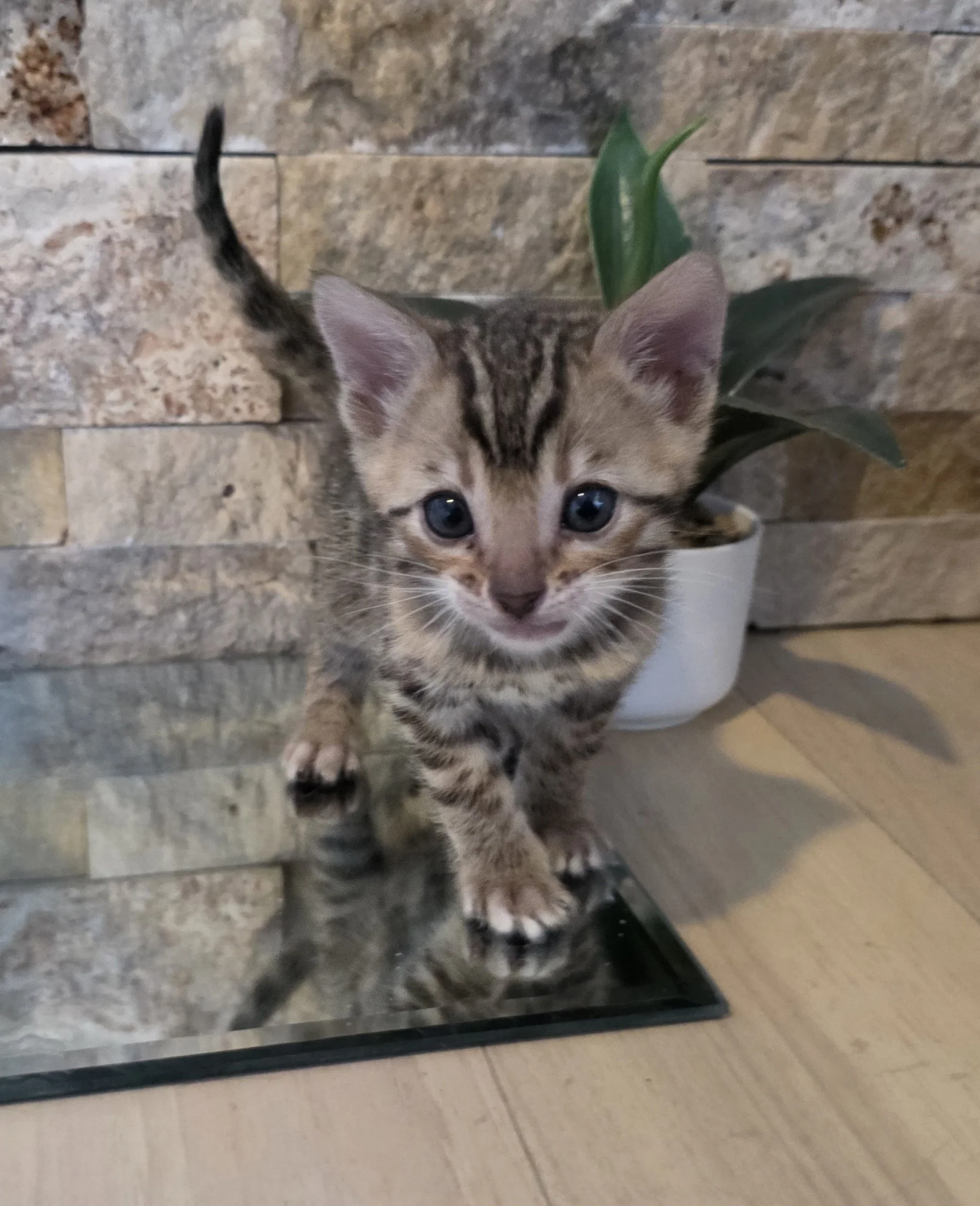 Five-Week-Old, Female, Brown Rosette, Bengal Kitten