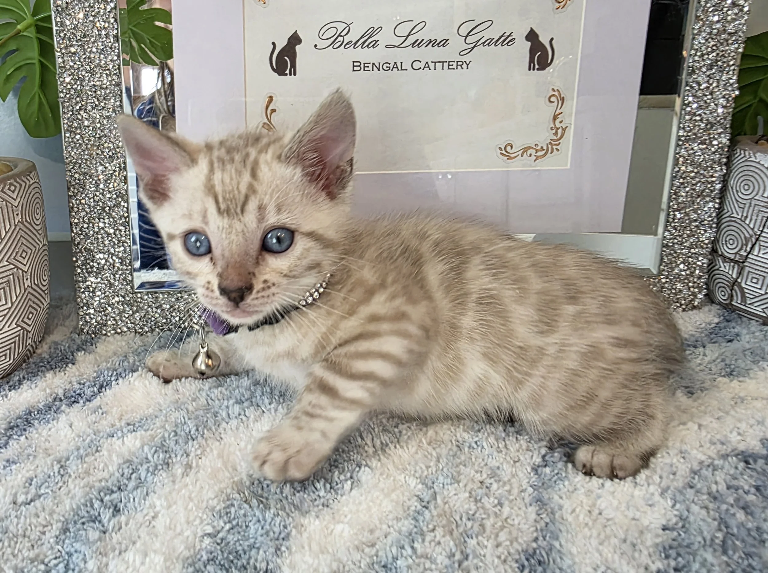 Six-Week-Old Male Snow Lynx Bengal Kitten