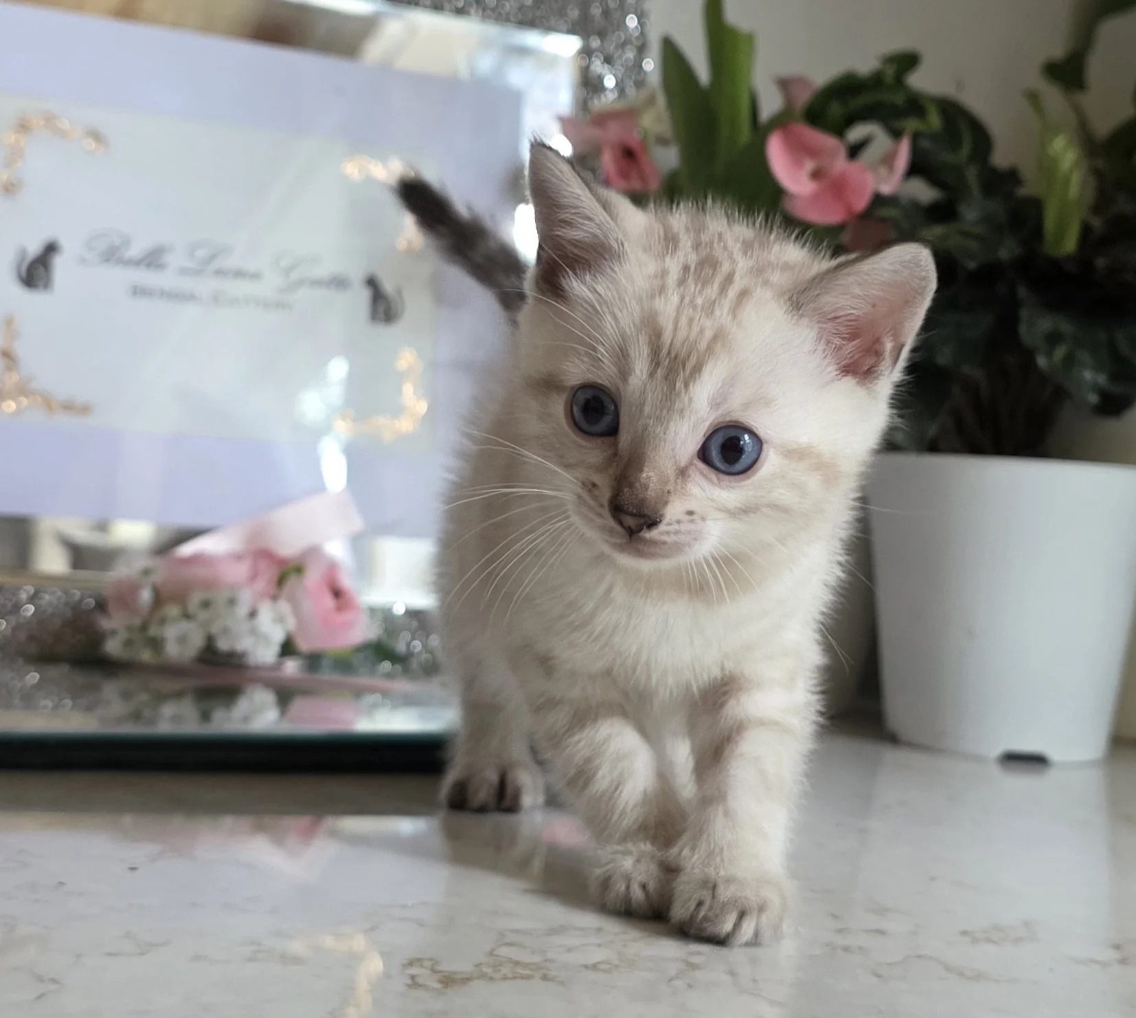 Six-Week-Old Silver Snow Lynx Female Bengal Kittens