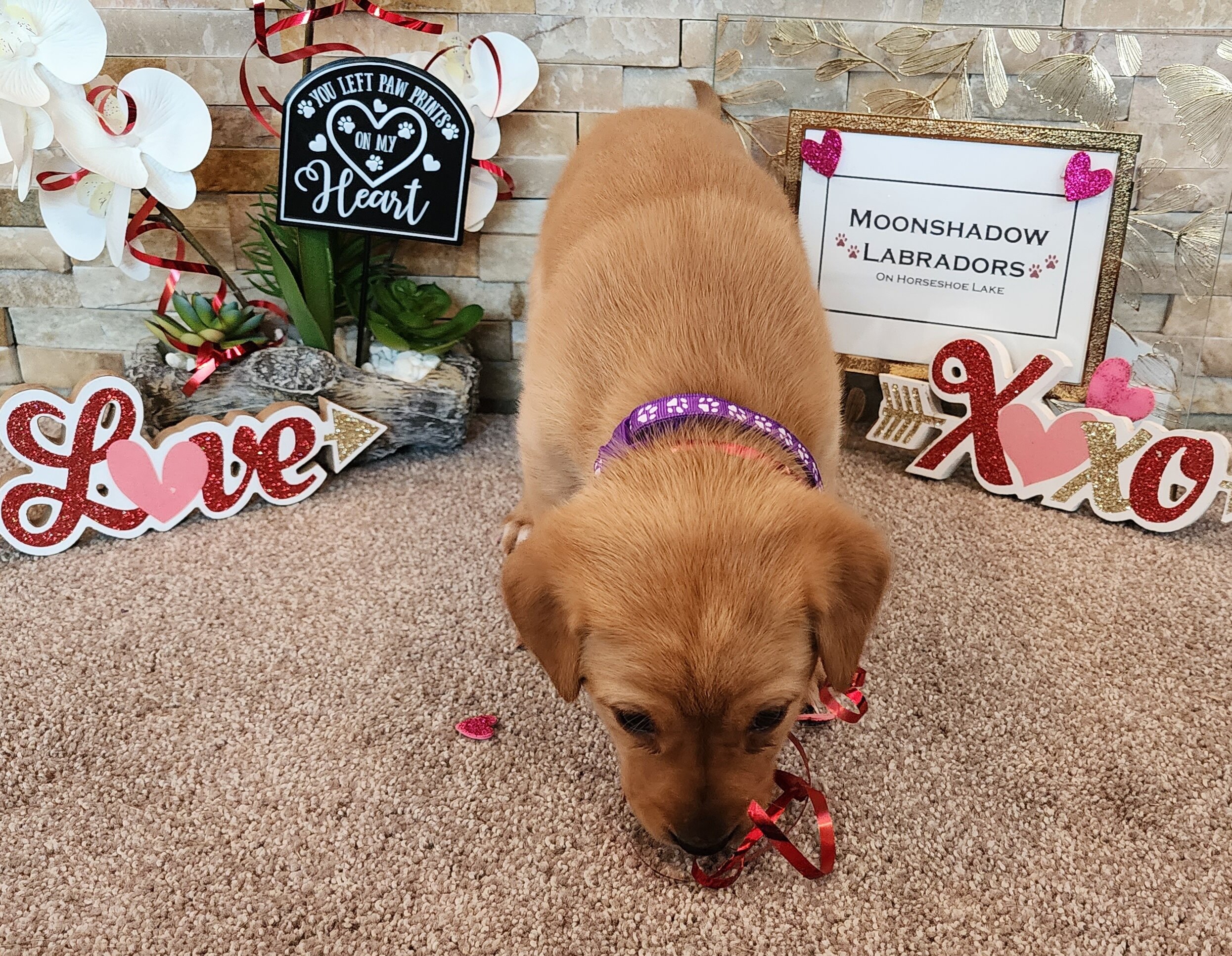 OFA Health Tested AKC Yellow Fox Red Labrador Retriever Puppies Available in Minnesota