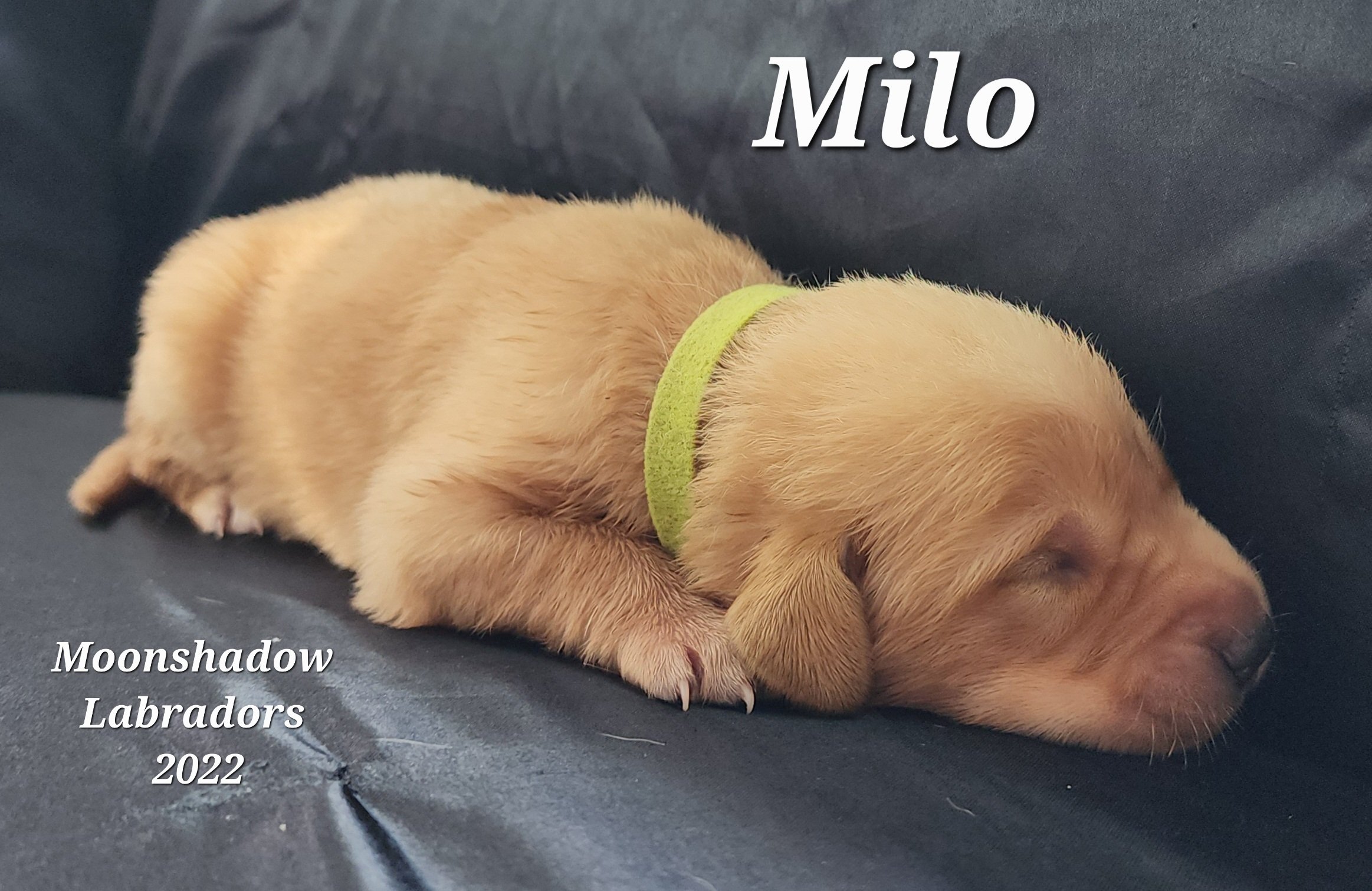 Male Yellow Fox Red Labrador Retriever Puppy in Minnesota