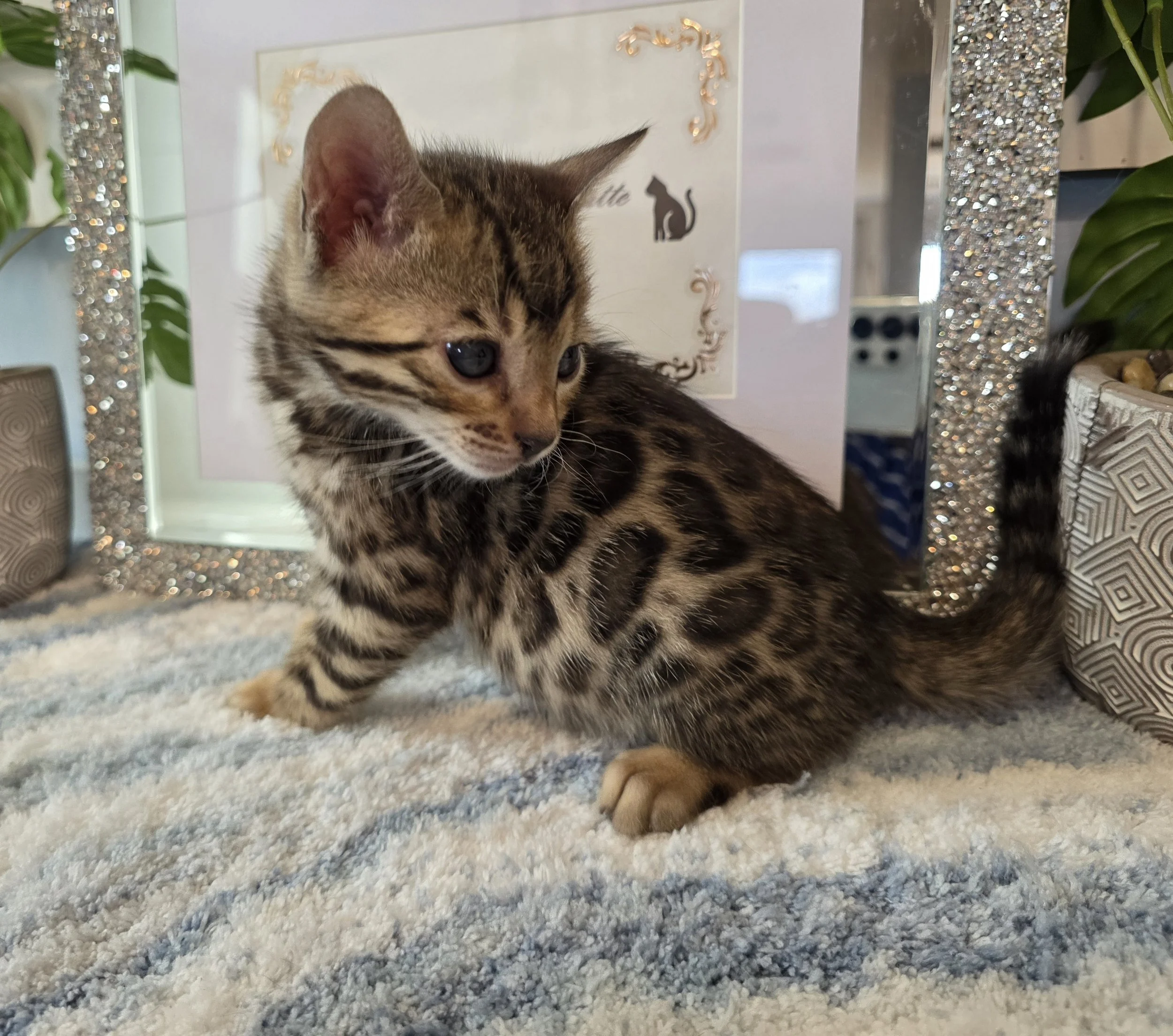 Six-Week-Old Dark Brown Male Bengal Kitten