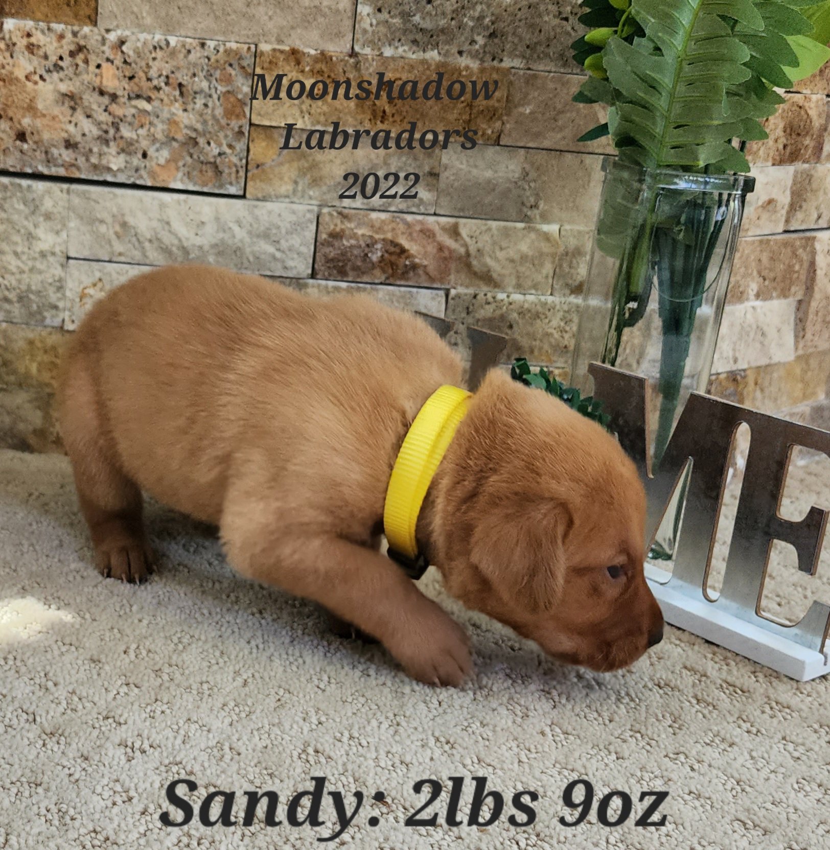 Male Yellow Fox Red Labrador Retriever Puppy in Minnesota