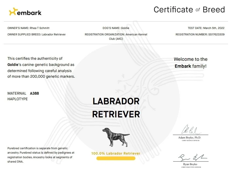 DNA Tested Female Labrador Retriever