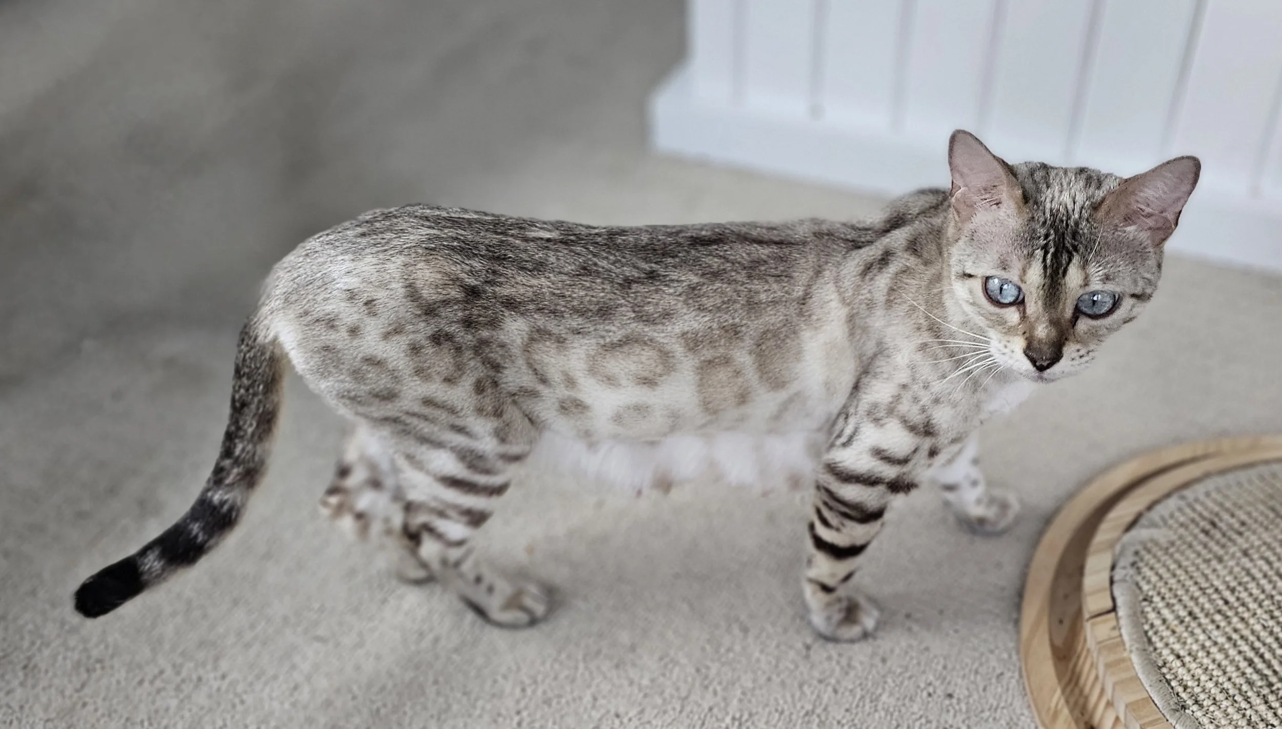 Female Snow Lynx Bengal - Blue Eyed Bengal Cat