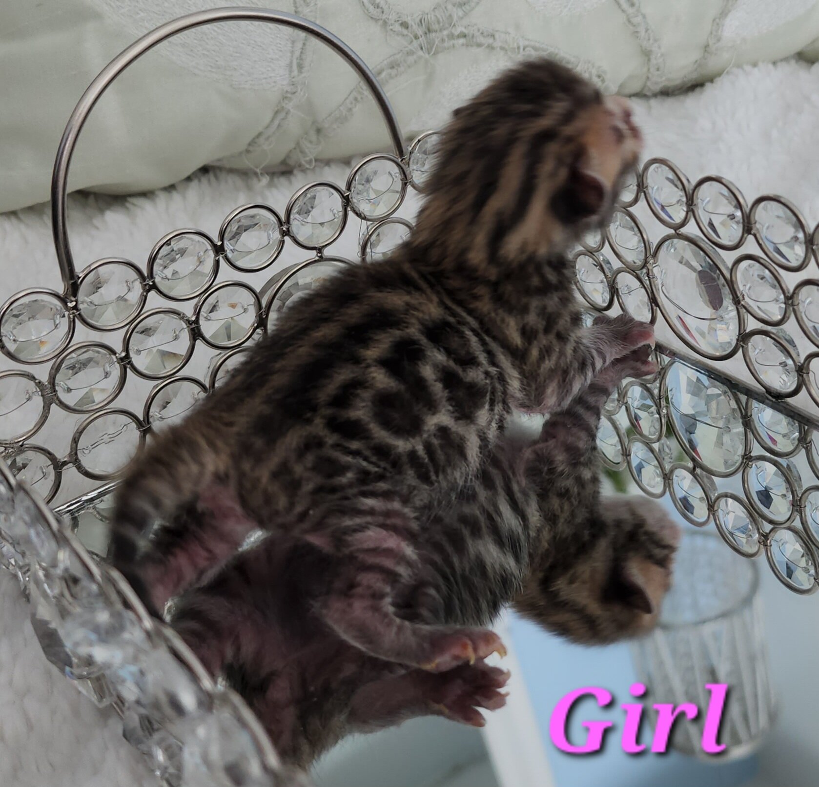 Purebred Brown Rosette Bengal Kitten in Minnesota
