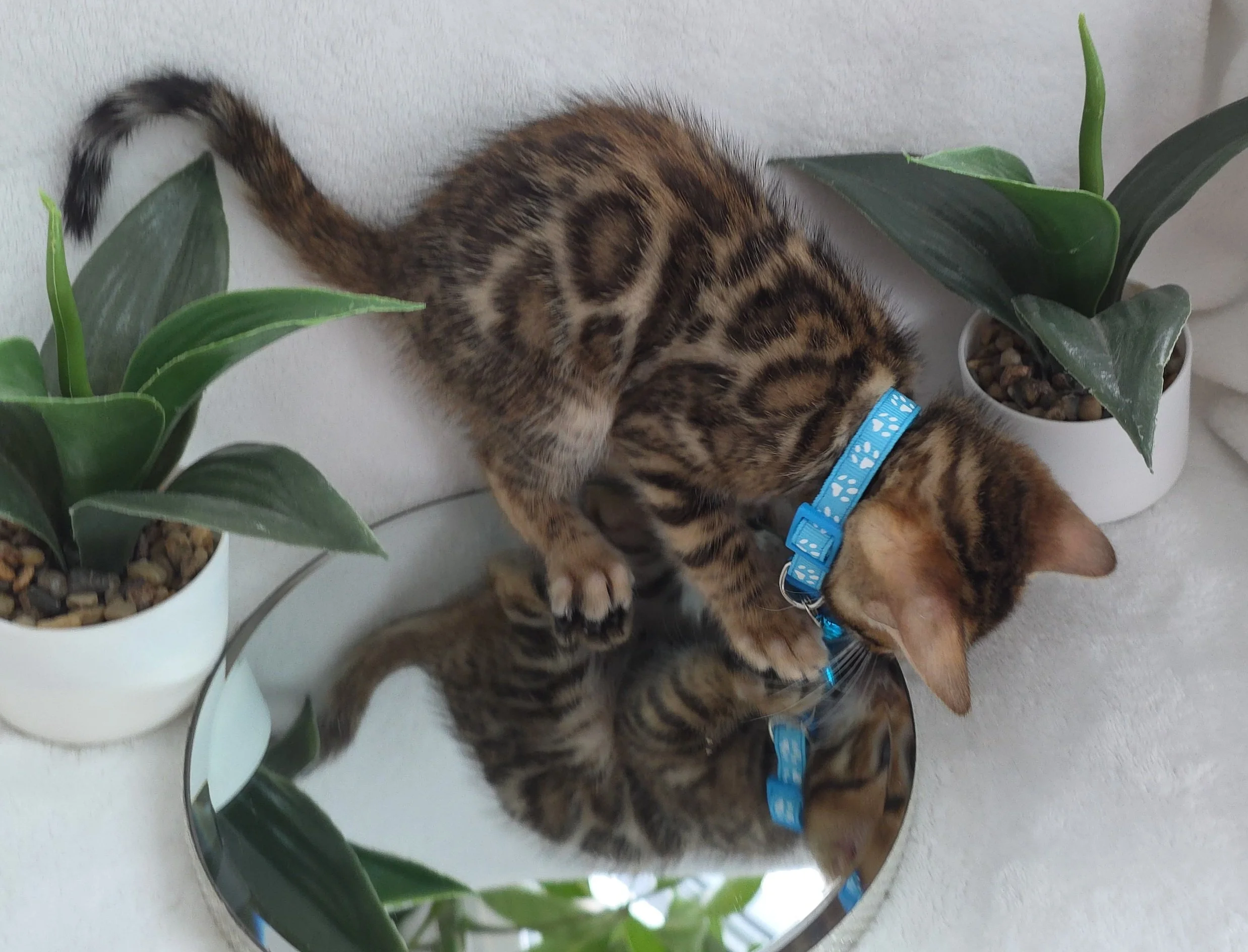 Nine-Week-Old, Male, Brown Rosette, Bengal Kitten
