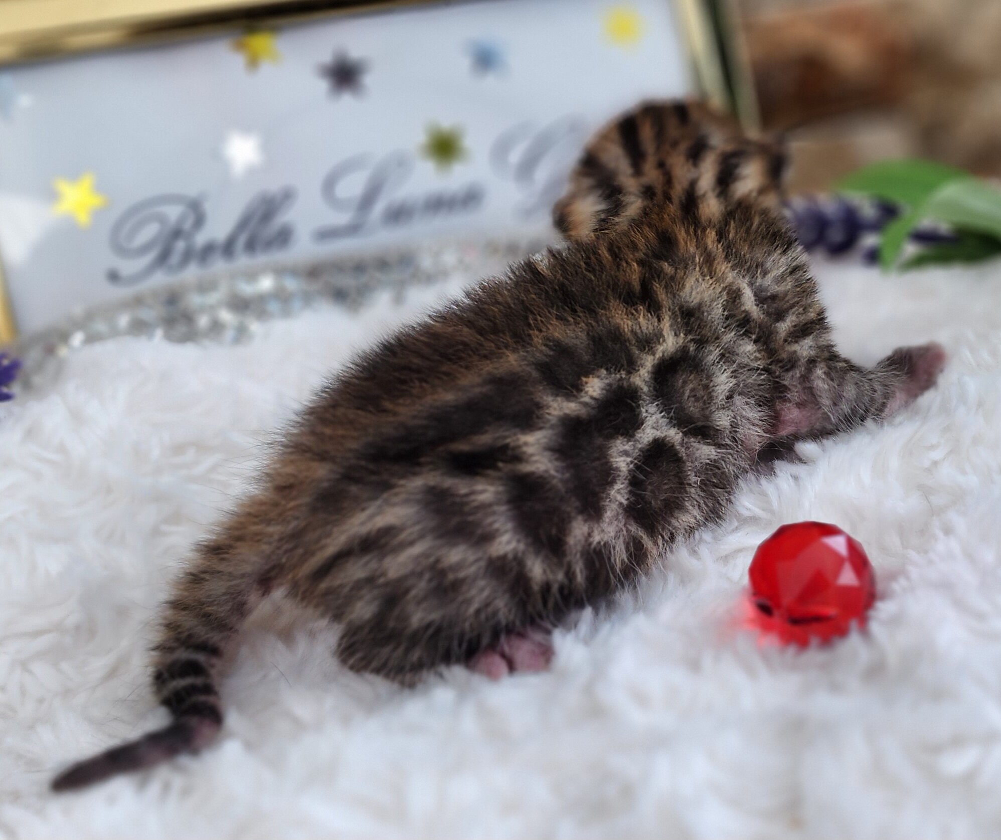 Purebred TICA Registered Female Snow Rosette Bengal Kitten in Minnesota