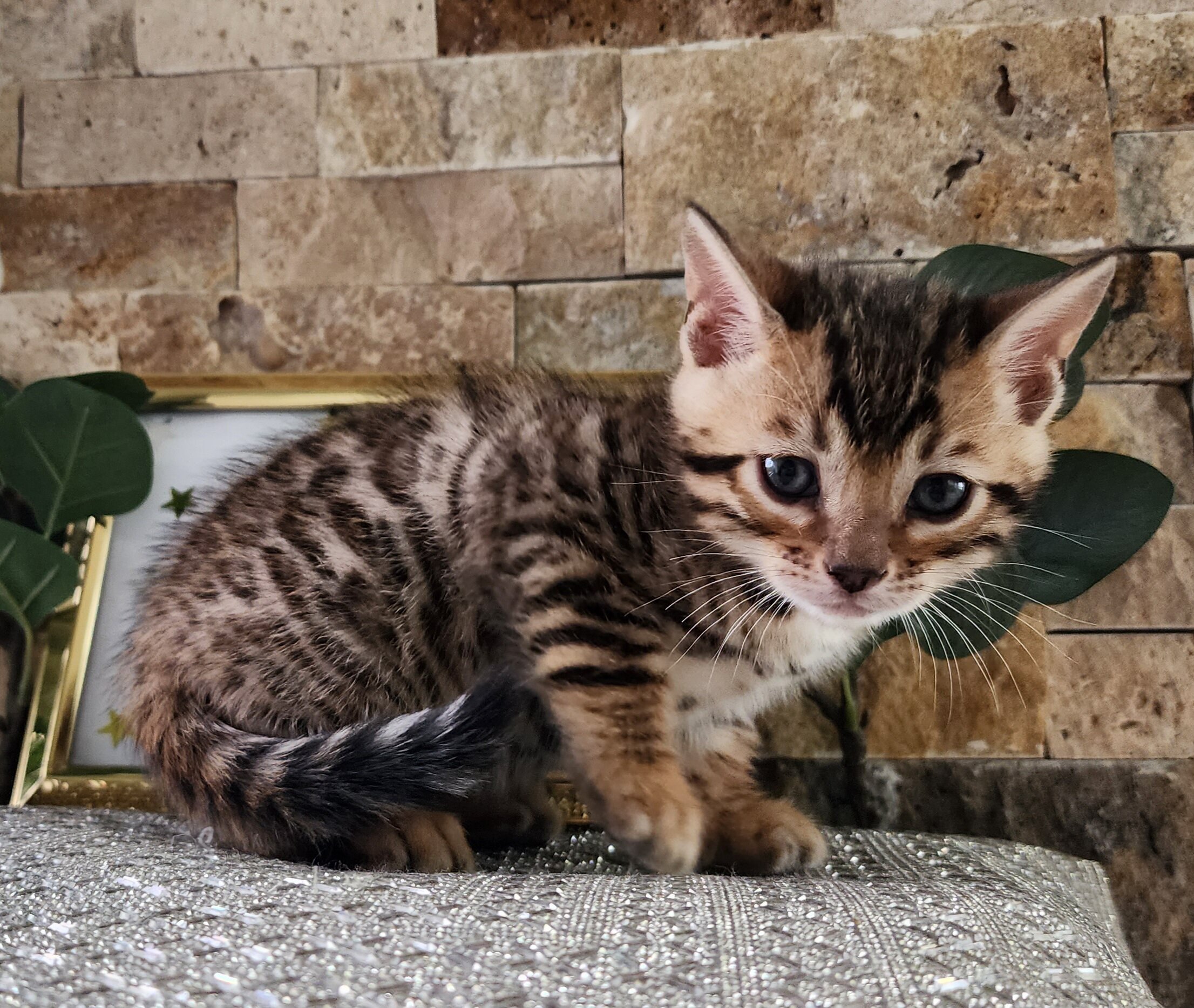 Purebred TICA Registered Male Brown Rosette Bengal Kitten Available in Minnesota