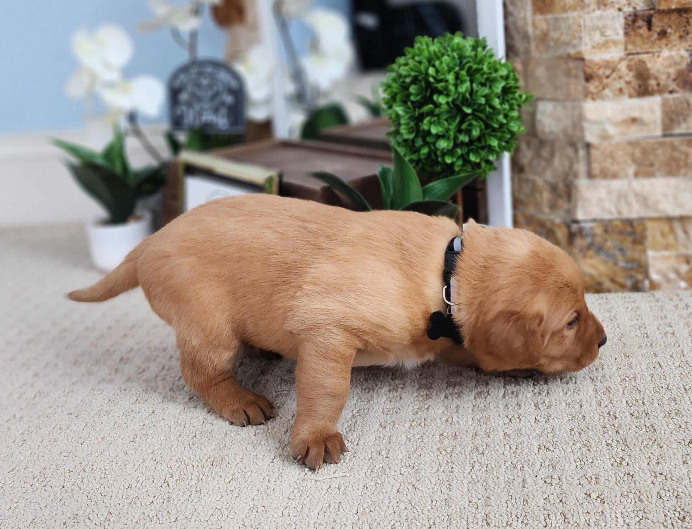 Male Yellow Fox Red Labrador Retriever Puppy in Minnesota
