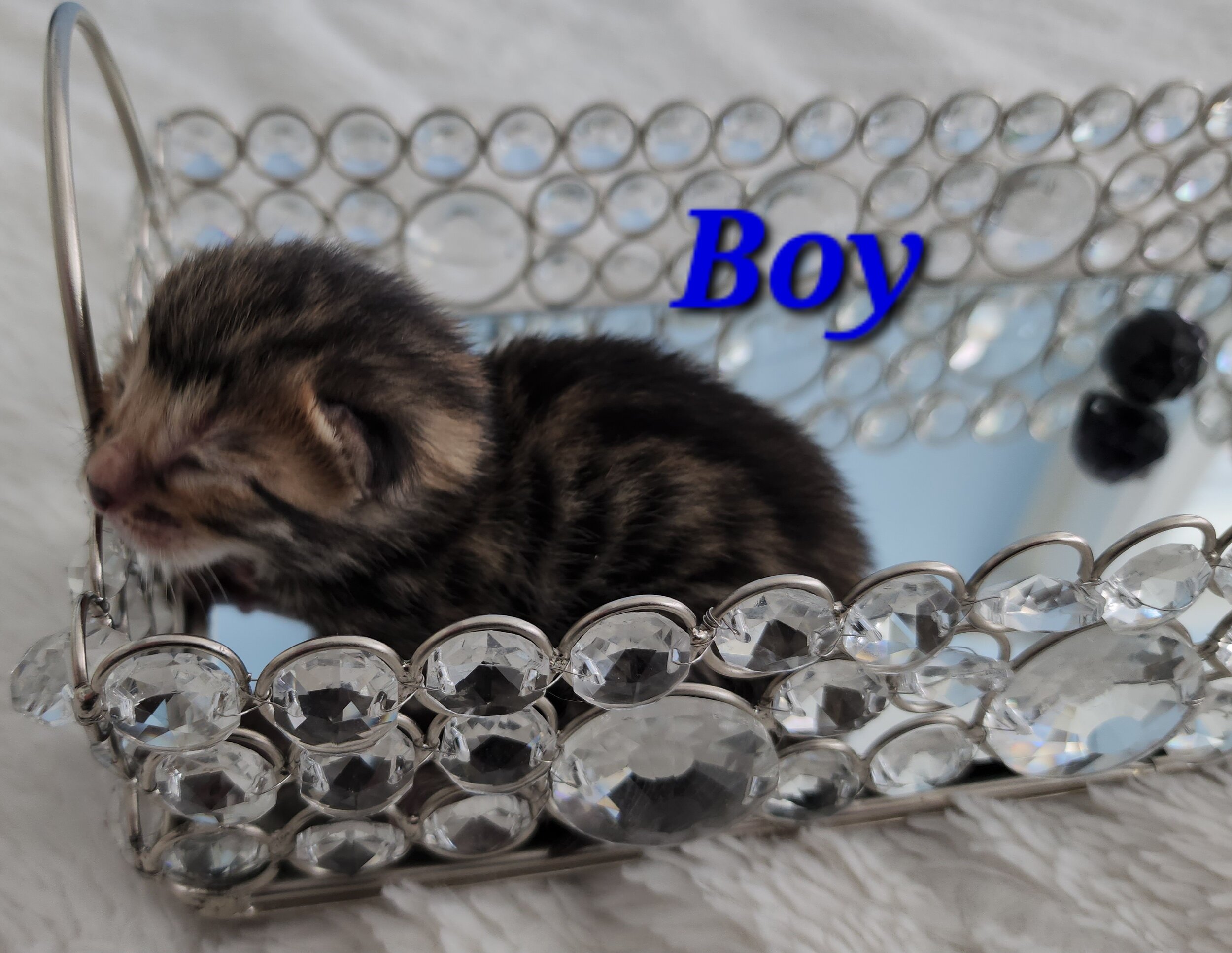 Purebred Brown Rosette Bengal Kitten in Minnesota