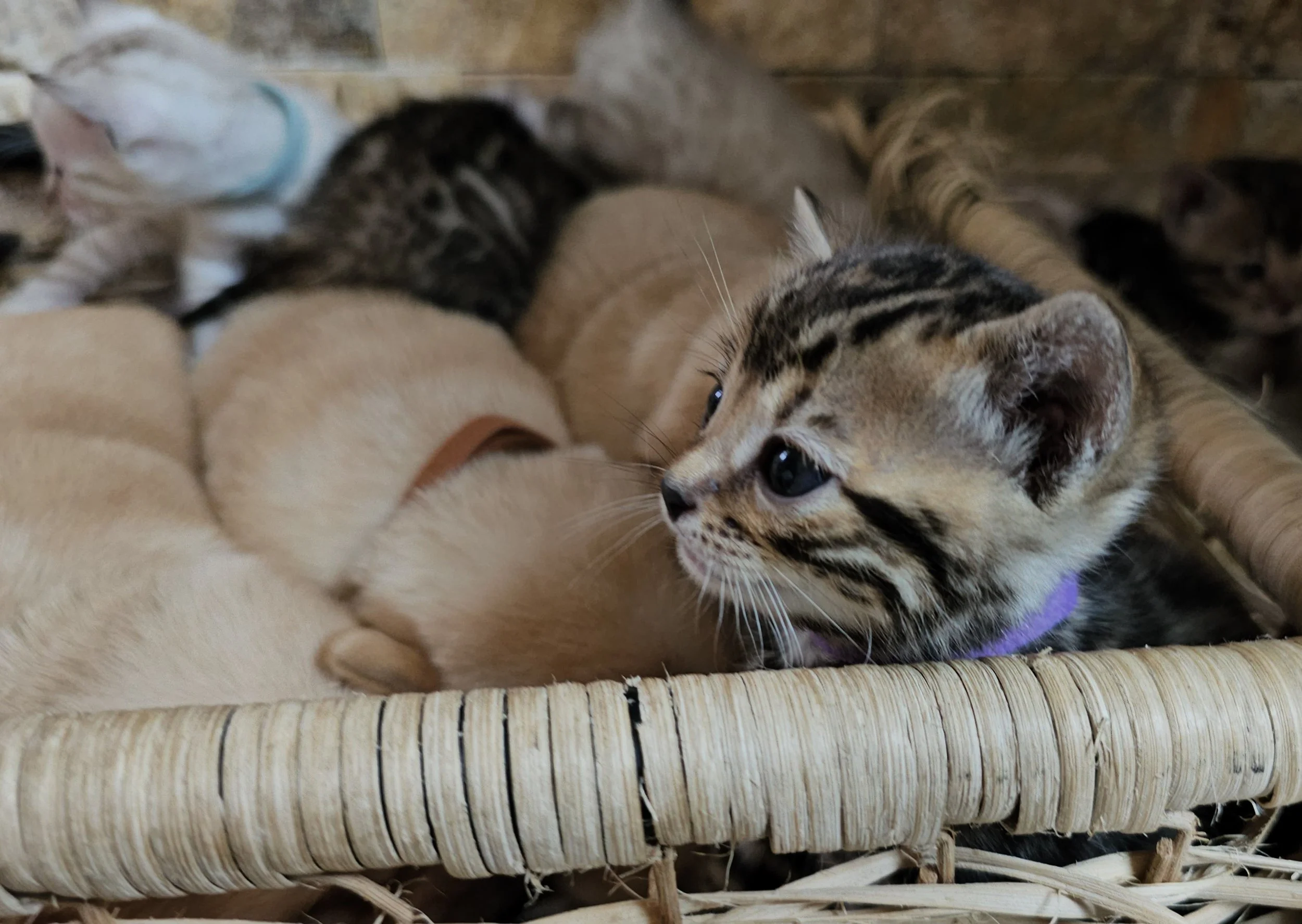 Labrador Retriever Puppies and Bengal Kittens