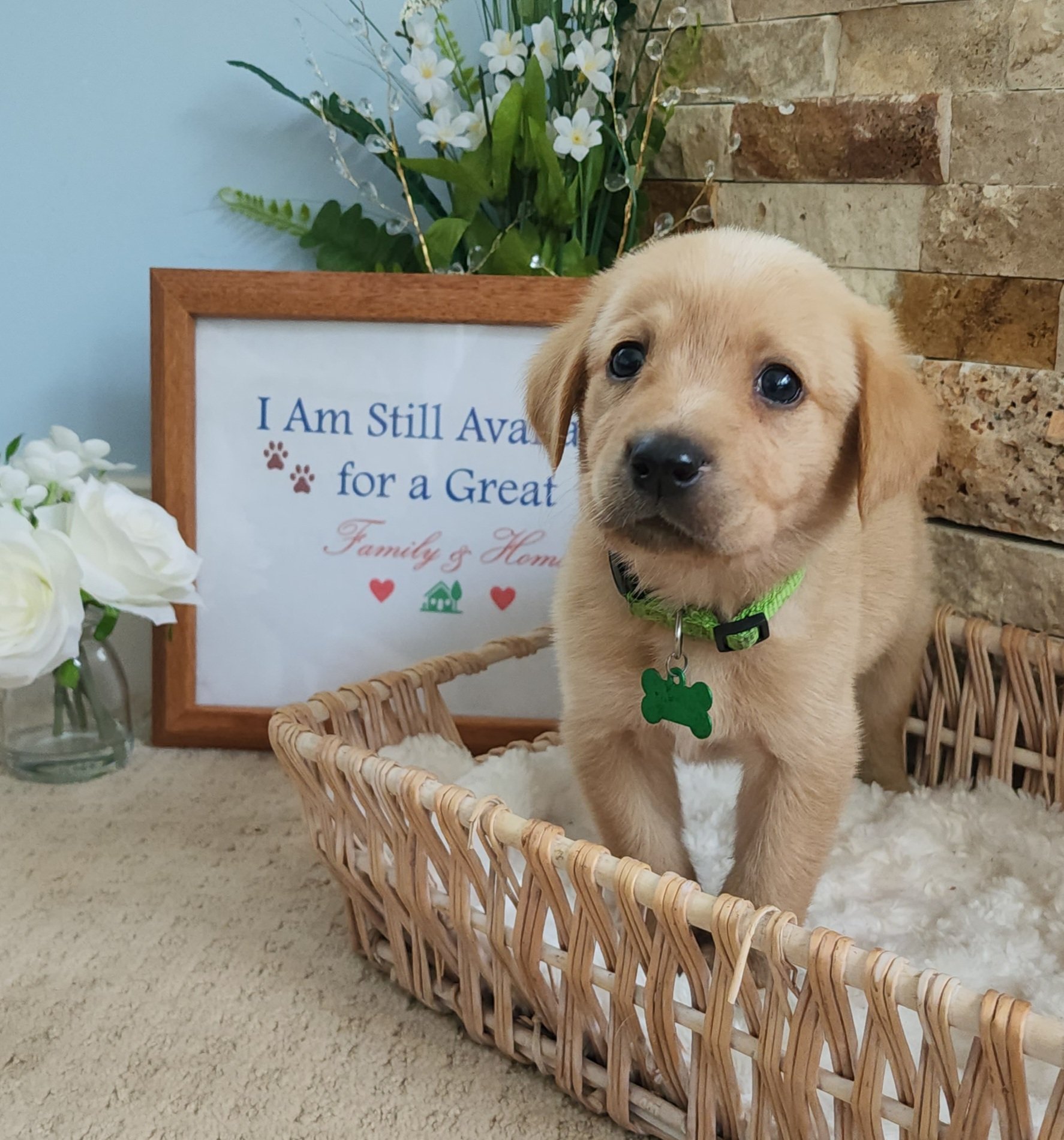 Male Yellow Fox Red Labrador Retriever Puppy in Minnesota