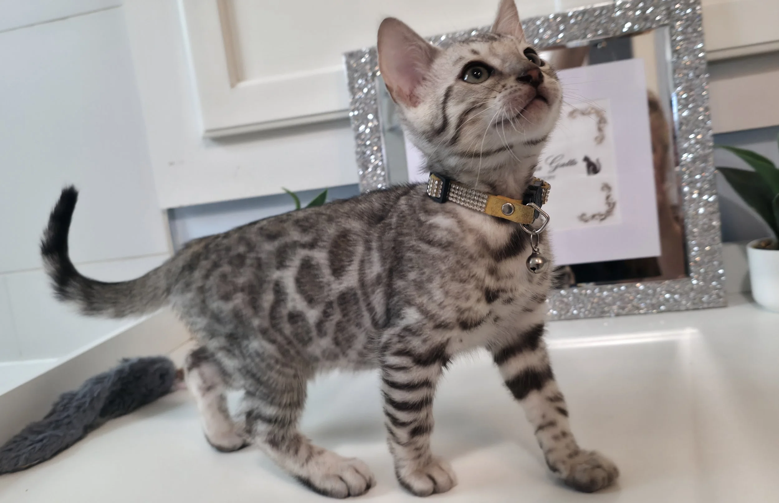 Ten-Week-Old Silver Male Bengal Kitten