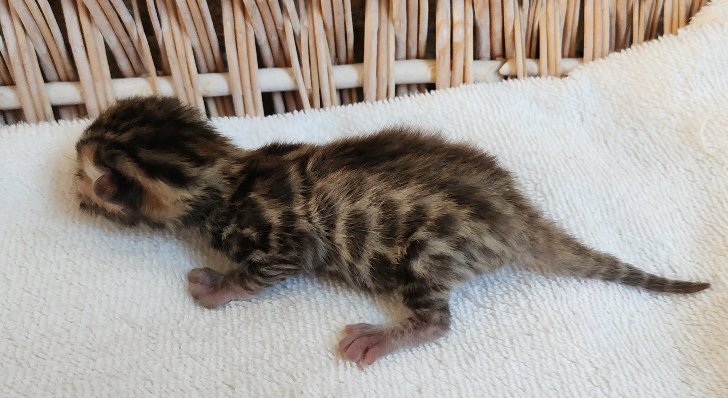 Purebred TICA Registered Female Brown Rosette Bengal Kitten Available in Minnesota