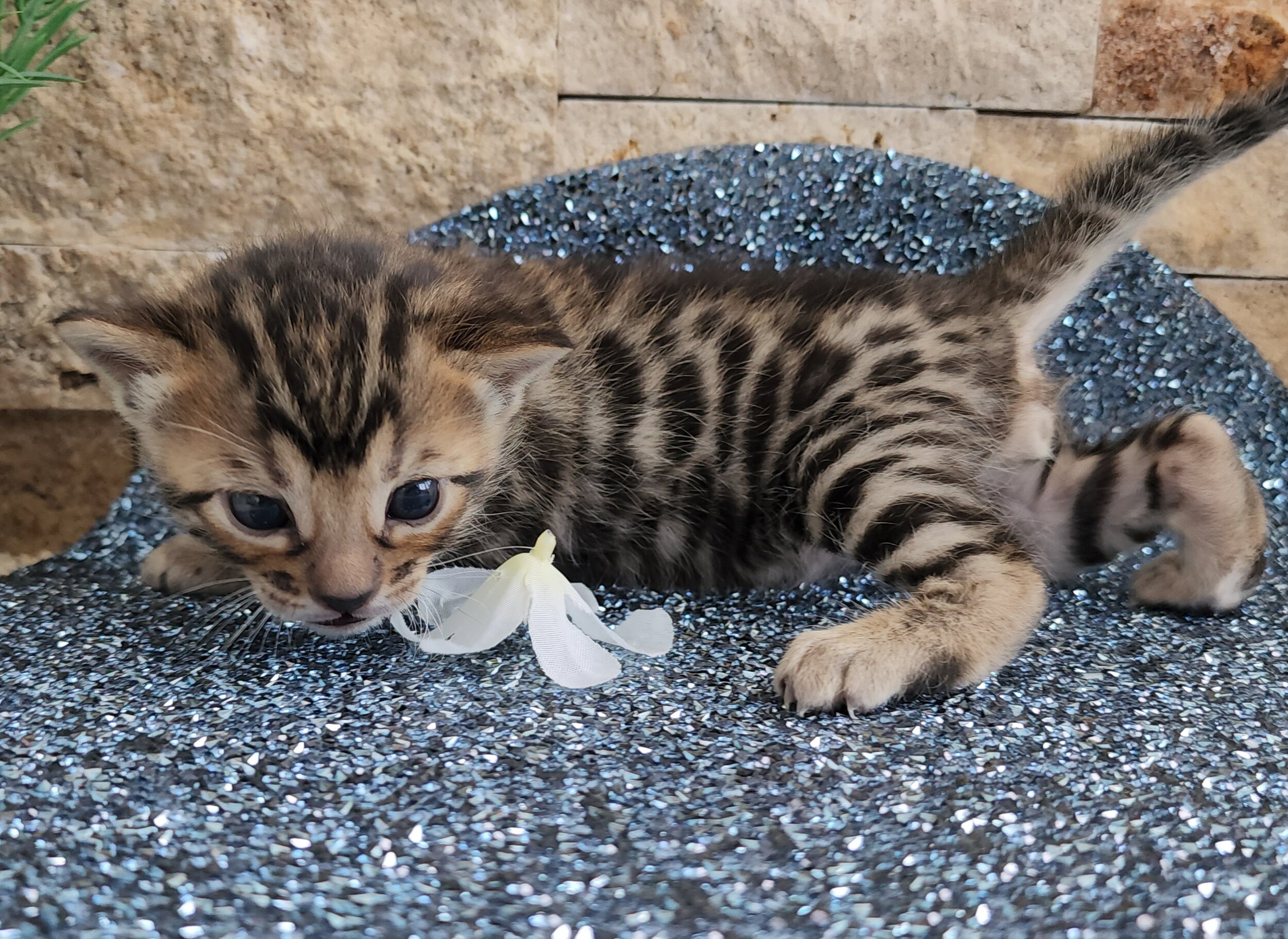 Purebred TICA Registered Male Brown Rosette Bengal Kitten Available in Minnesota
