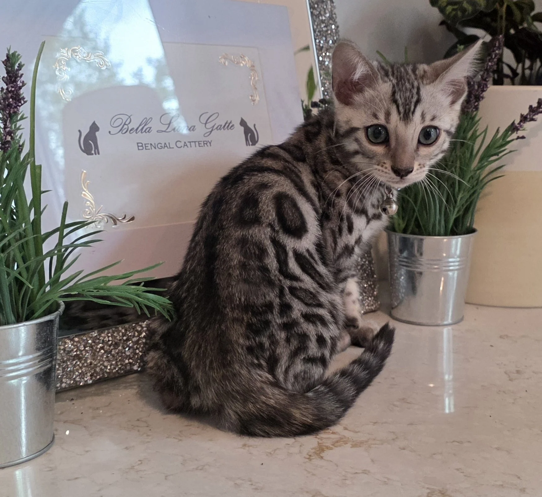 Ten-Week-Old Silver Tarnish Female Bengal Kitten