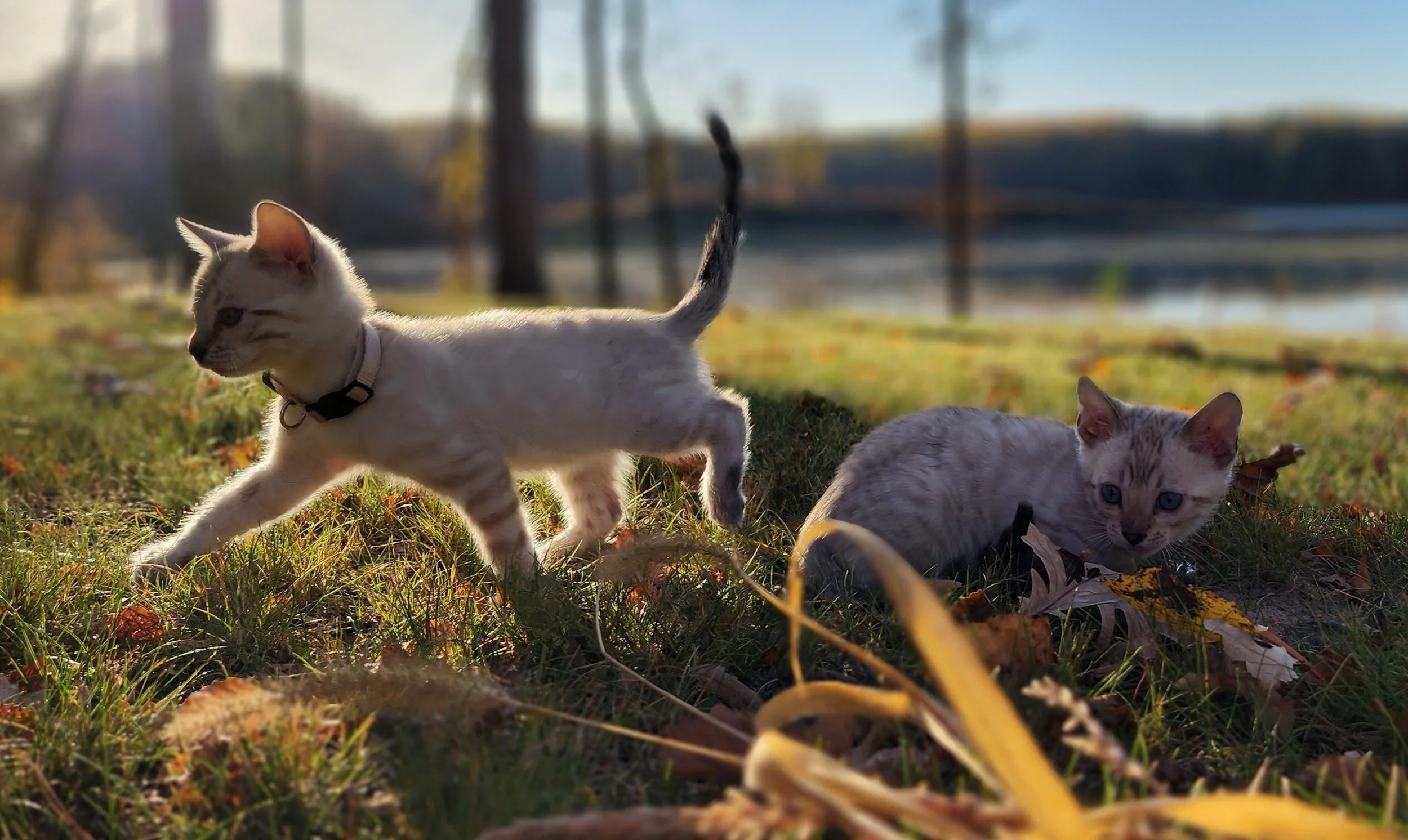 Male Snow Bengal in Minnesota