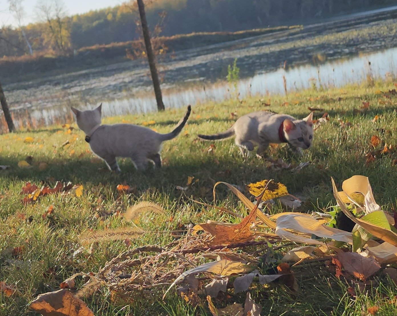 Male Snow Bengal in Minnesota
