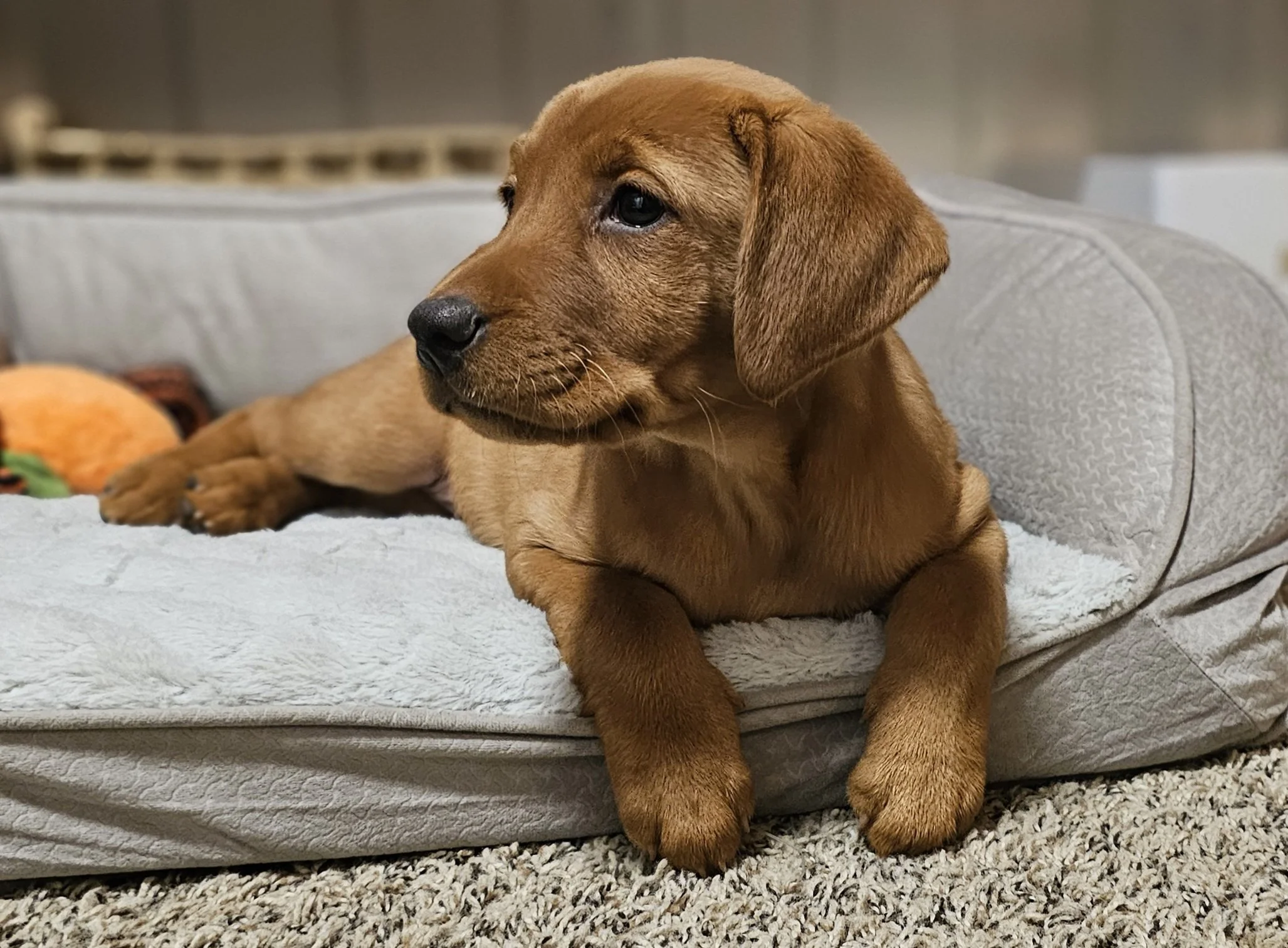Purebred Female Fox Red/Yellow Labrador Retriever