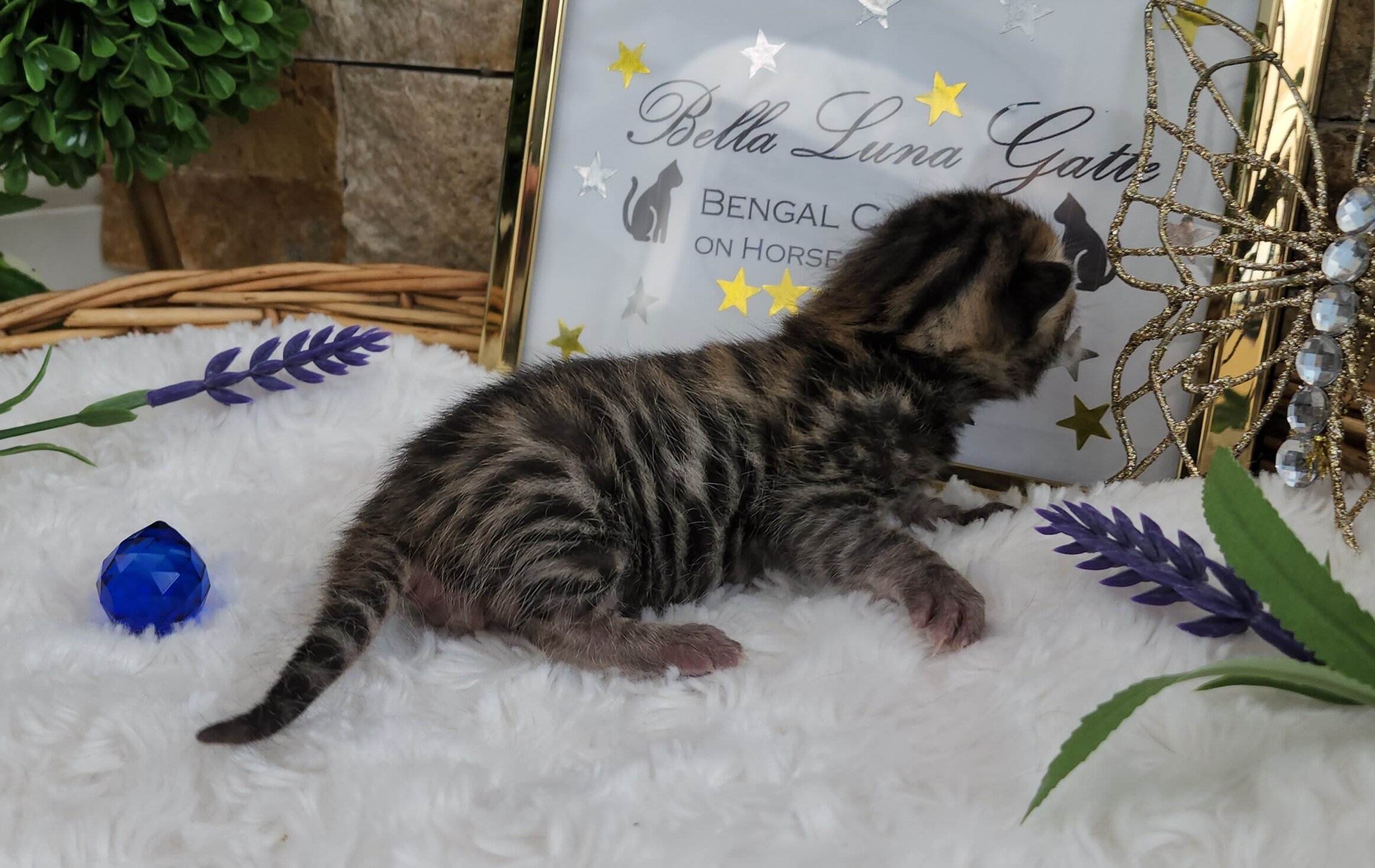 Purebred TICA Registered Male Brown Rosette Bengal Kitten Available in Minnesota
