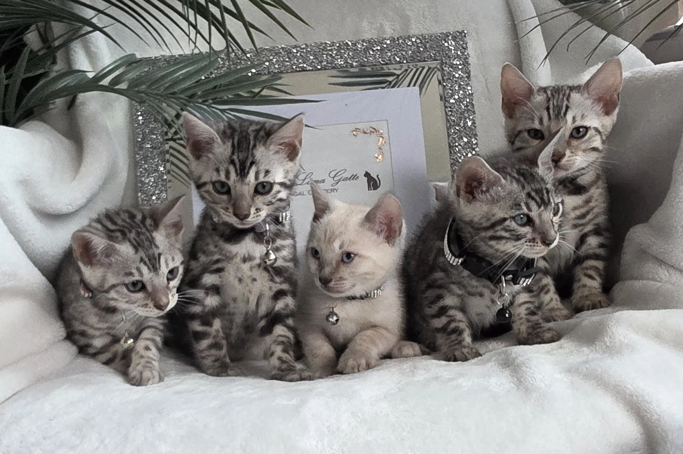 Purebred Silver and Snow Lynx Bengal Kittens