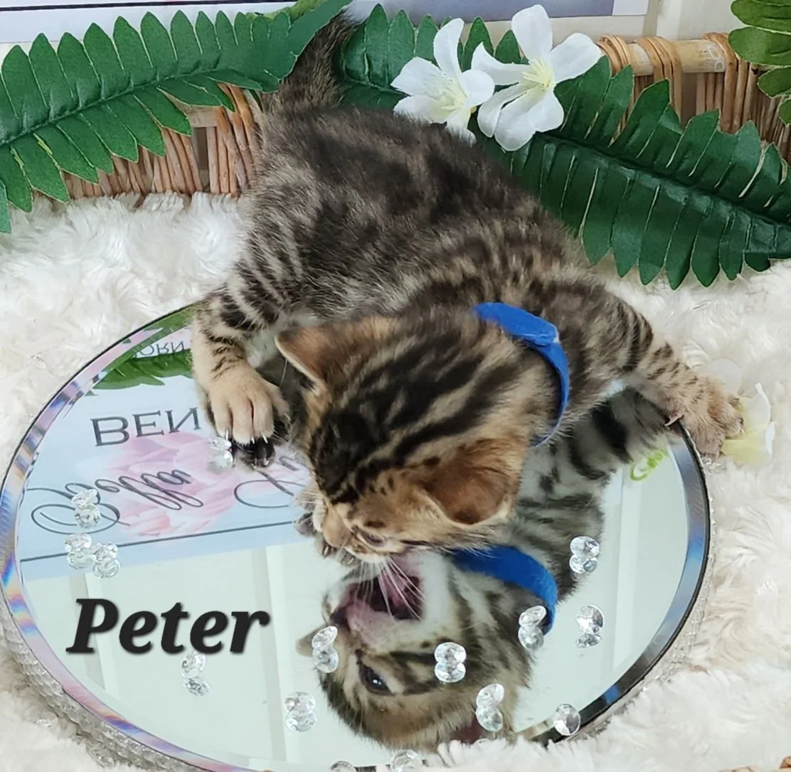Male Brown/Black Rosette Bengal in Minnesota