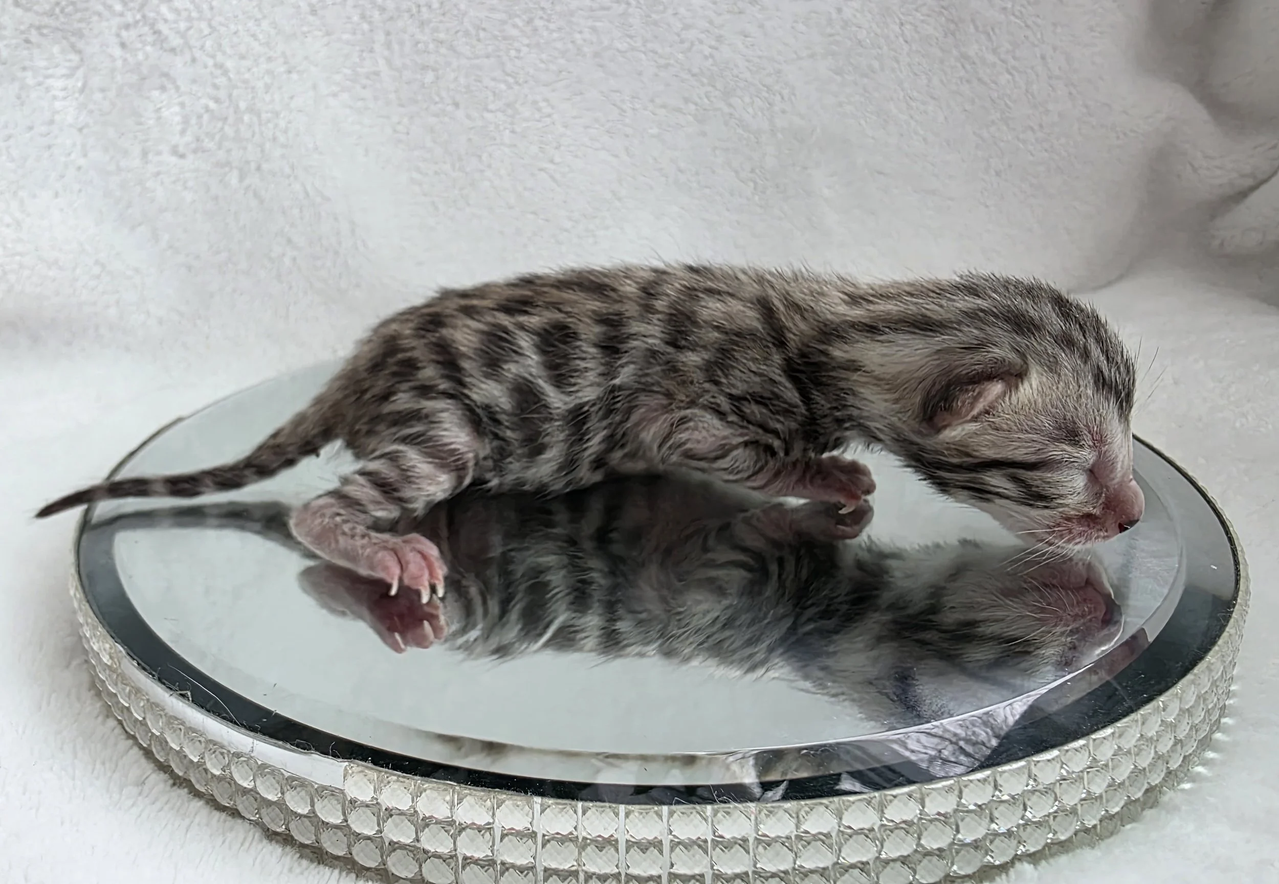 Newborn Silver Tarnish Bengal Kitten