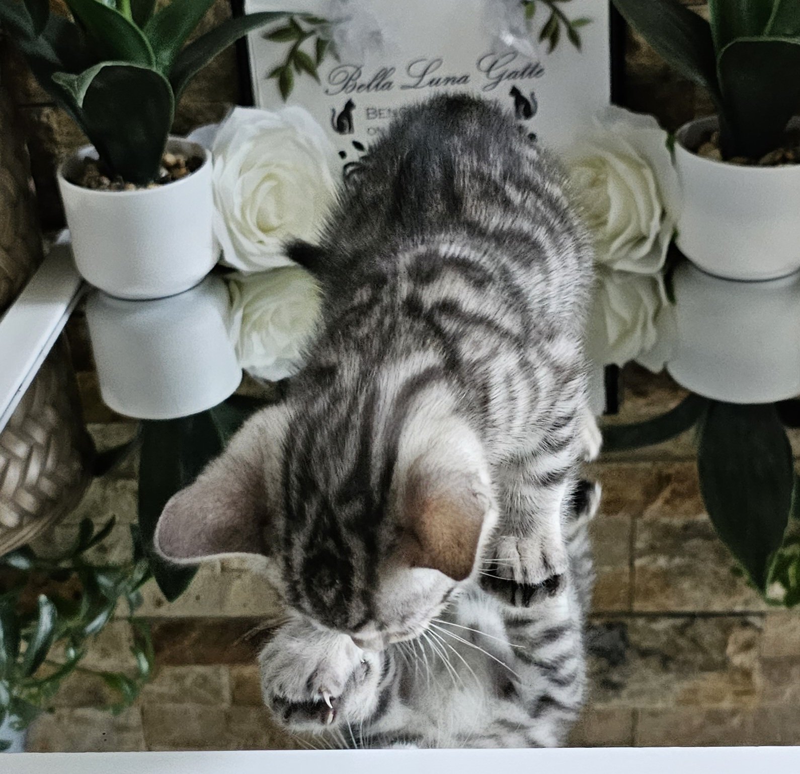 Purebred TICA Registered Male Silver Rosette Bengal Kitten in Minnesota