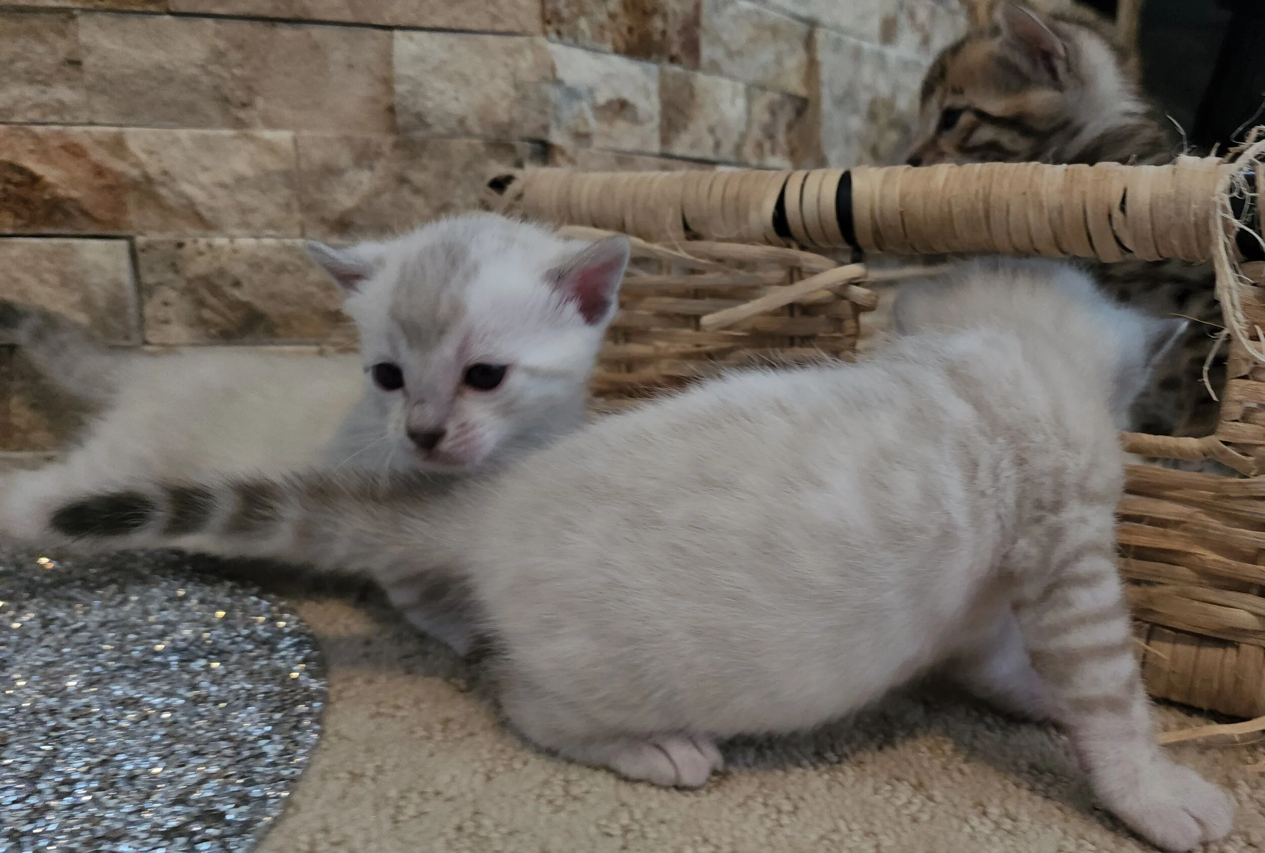 TICA Registered Brown and Snow Rosette Bengal Kittens Available in Minnesota 