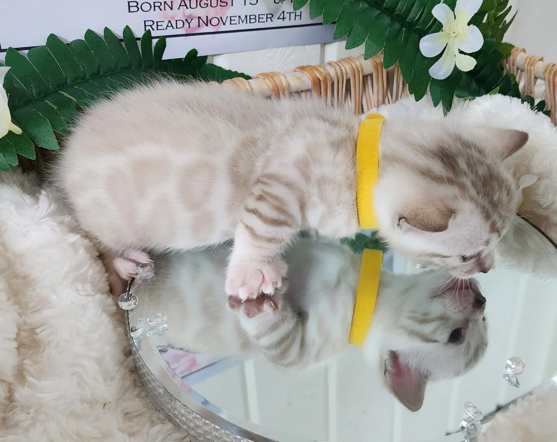 Male Snow Bengal in Minnesota